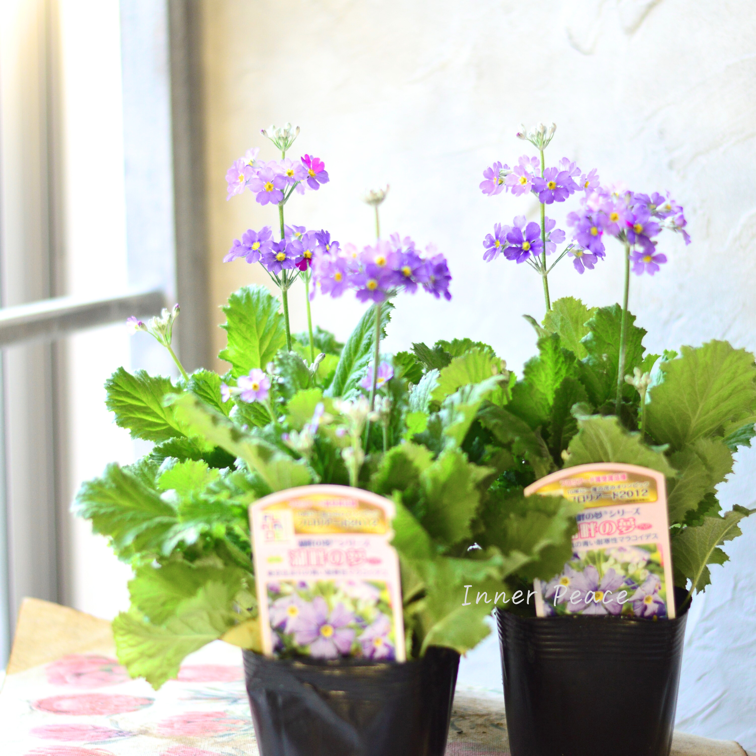 【美しい】 プリムラ マラコイデス 『湖畔の夢』 3.5寸POT