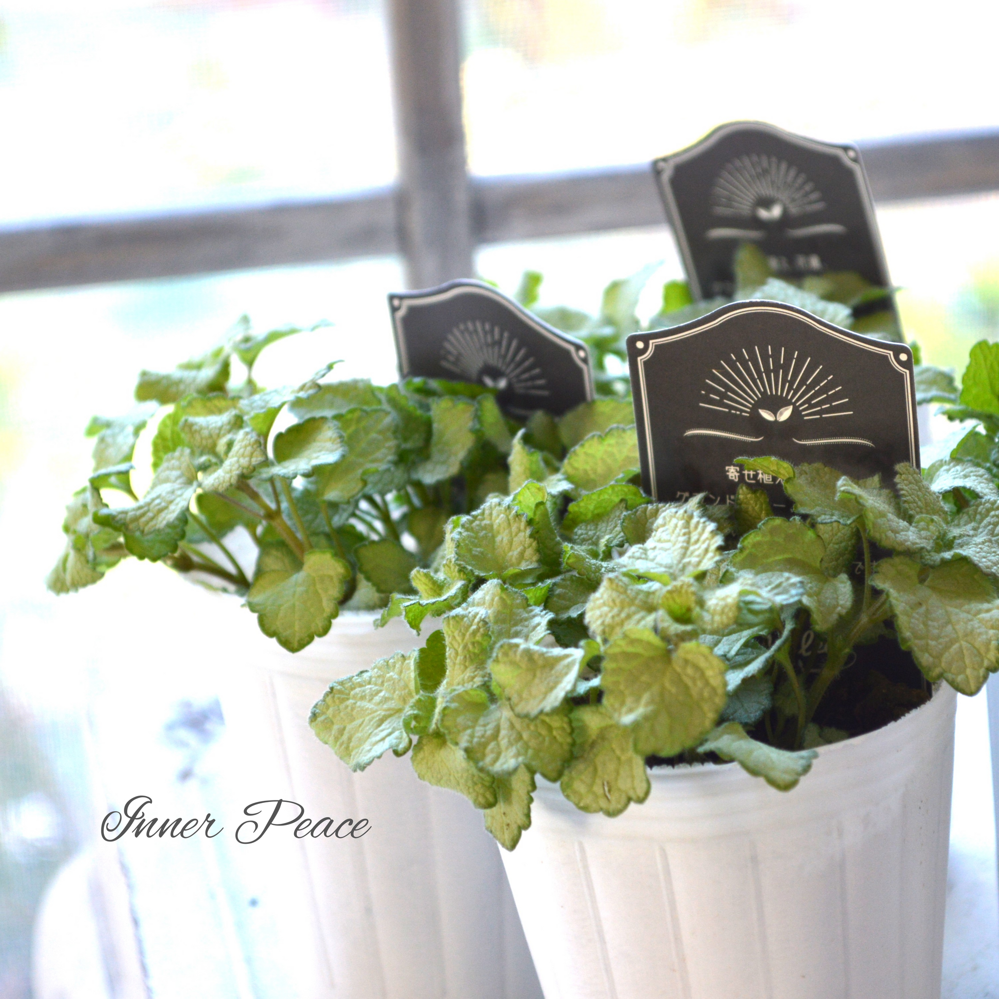 シックな鉢にピンクな寄せ植え♡ - 植物/観葉植物