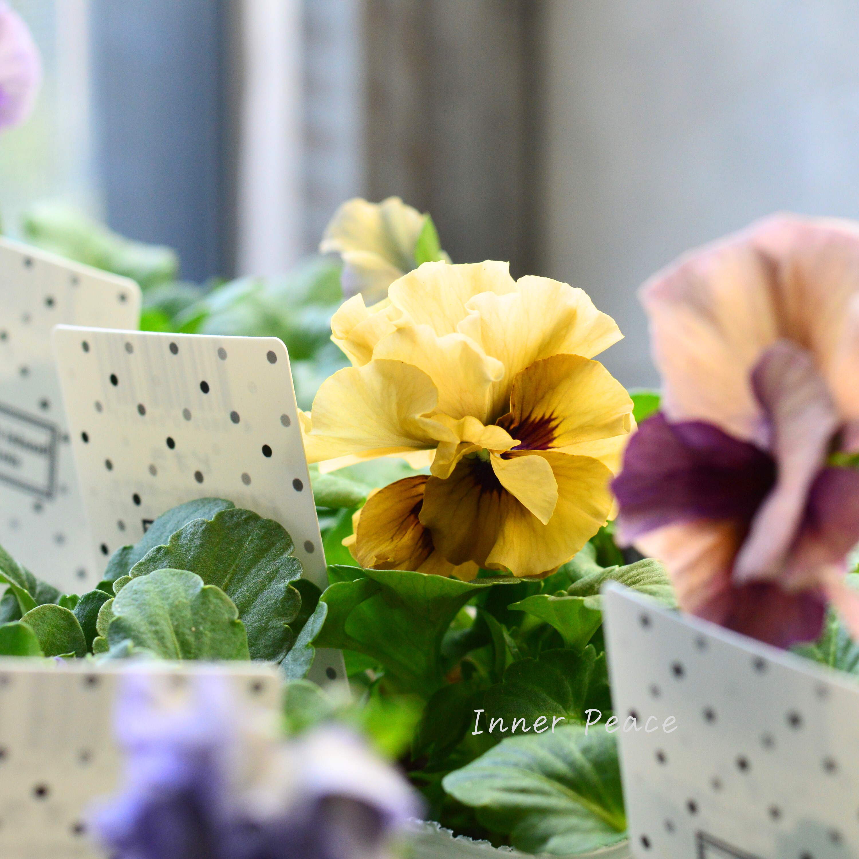 【八重咲き】 北島園芸さんの試作品ビオラ 『ふんわりフリル(仮)』 3.5寸POT