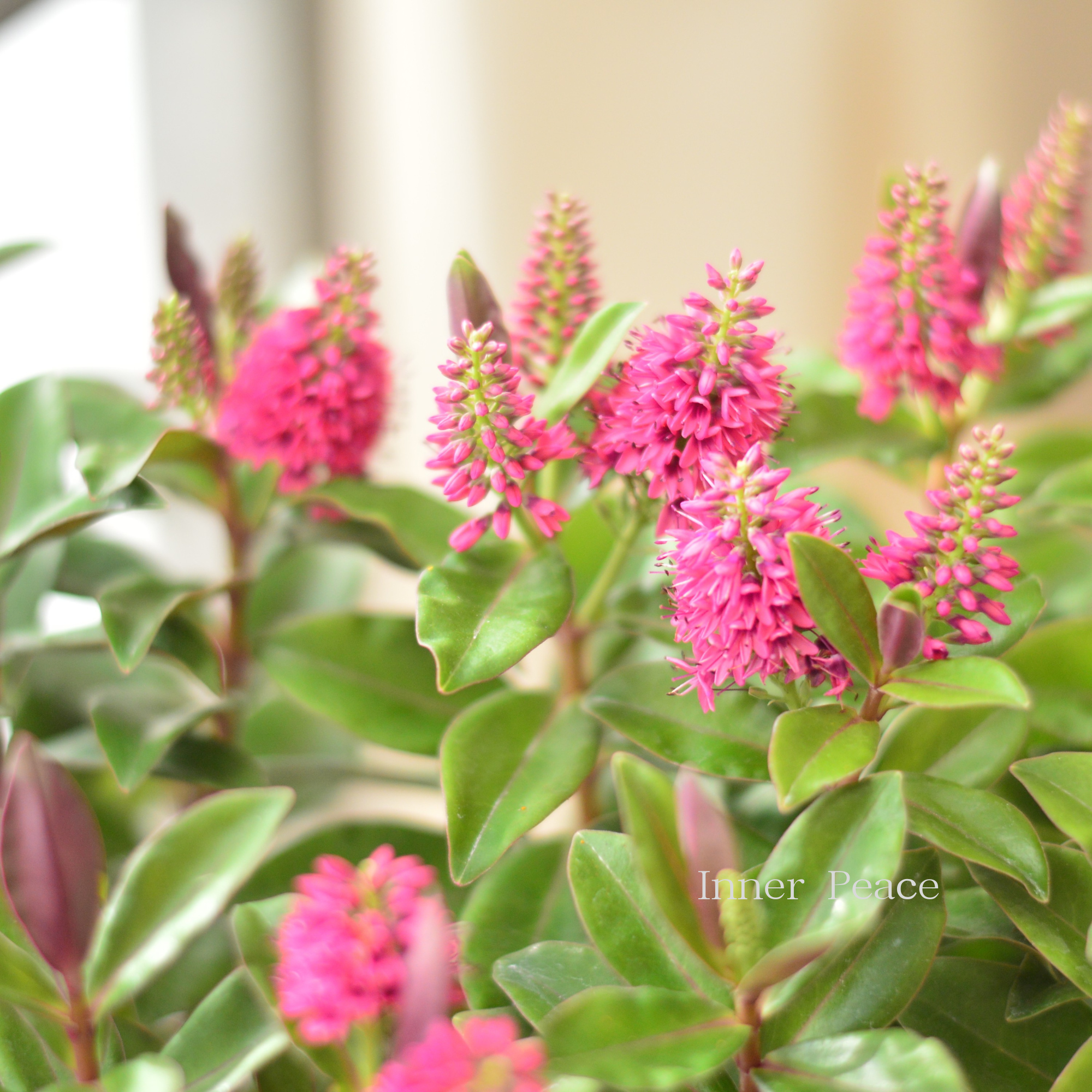 【個性的】 ヘーベ 『クイーン・キウィヘーベ ピンク系』 3.5寸POT