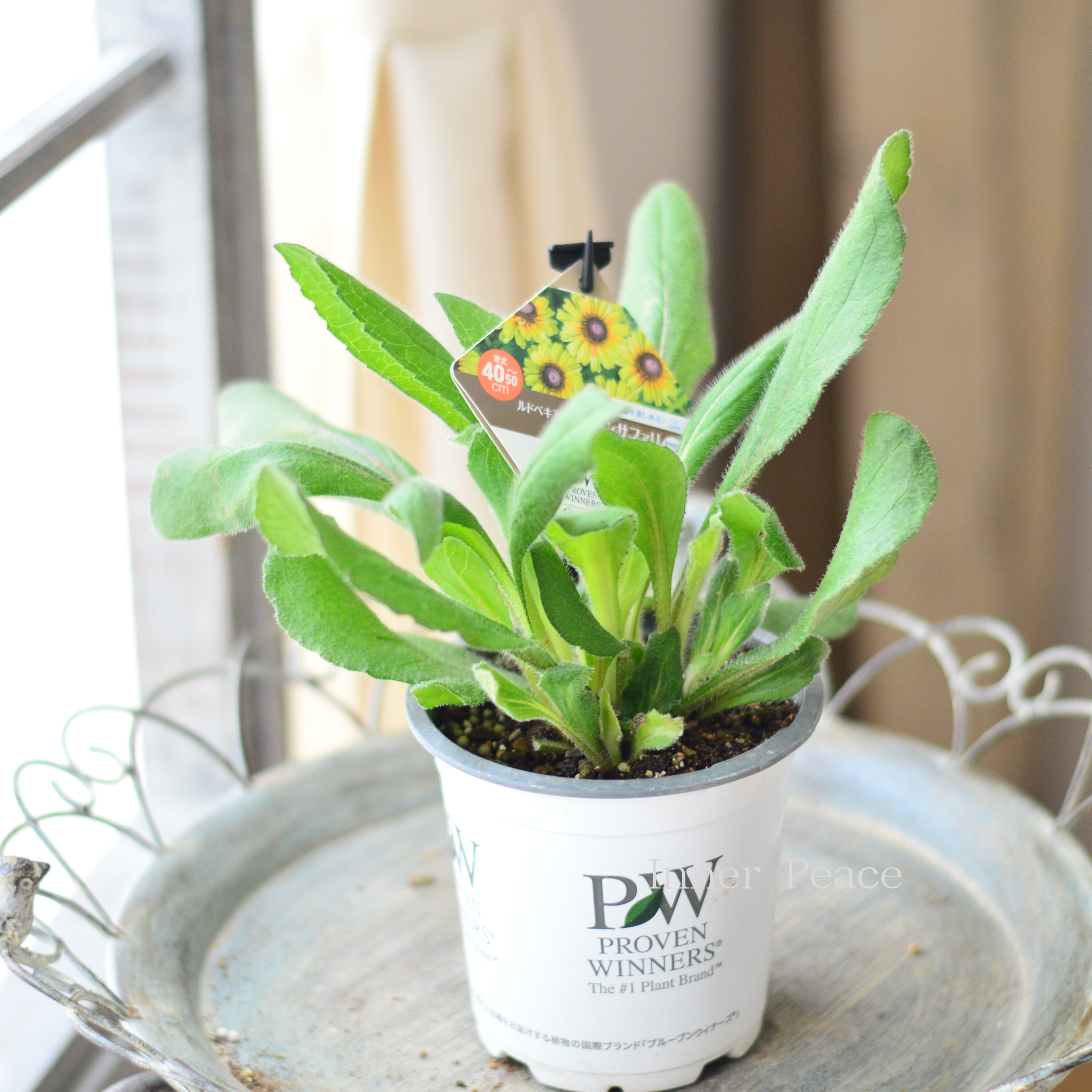 【人気】 ルドベキア 『アーバンサファリ・フォレストグリーン』植え込み用 4寸POT