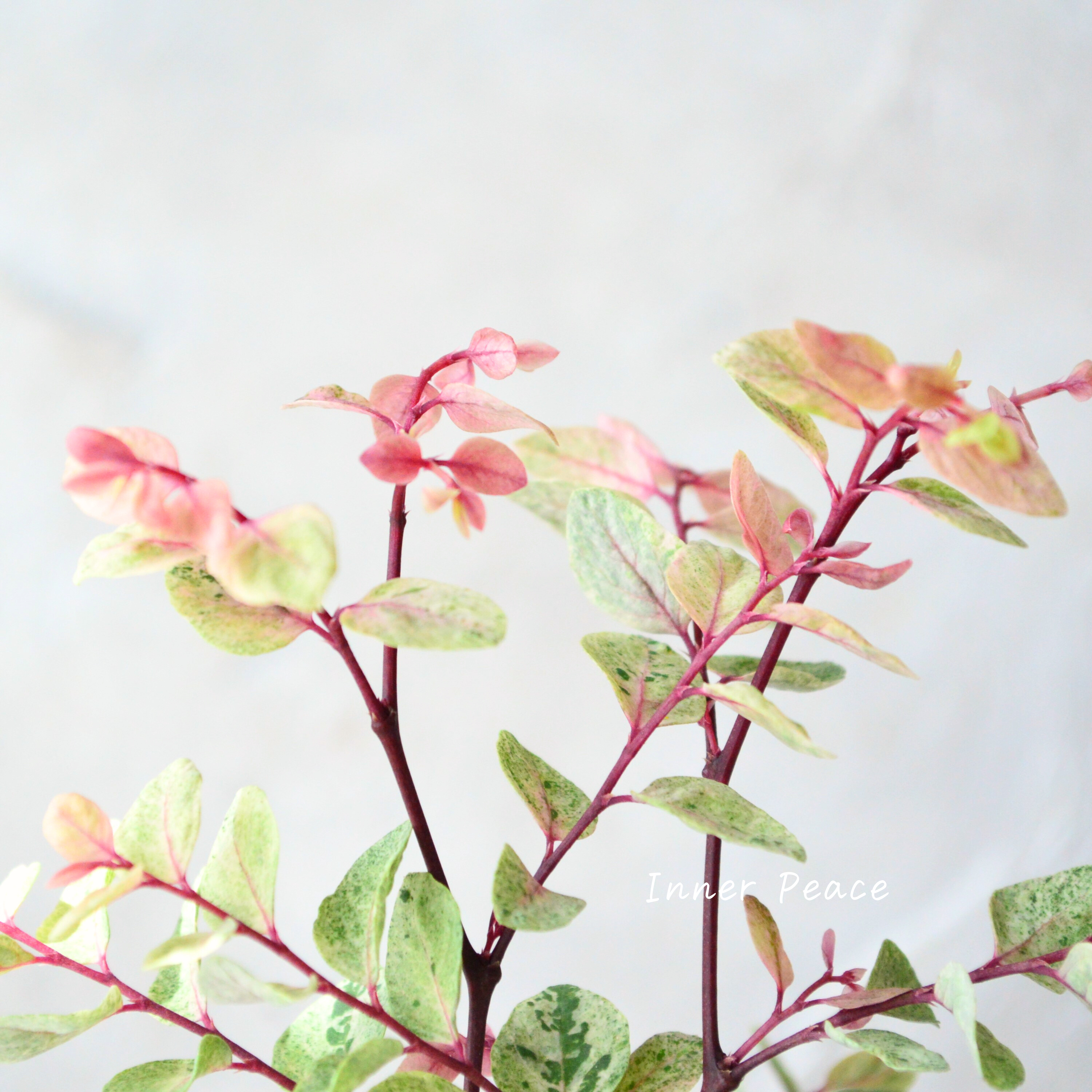 【美しい】 ブライニア(洋種小判の木) 『朱鷲茜~トキアカネ~』 2.5寸~3寸POT