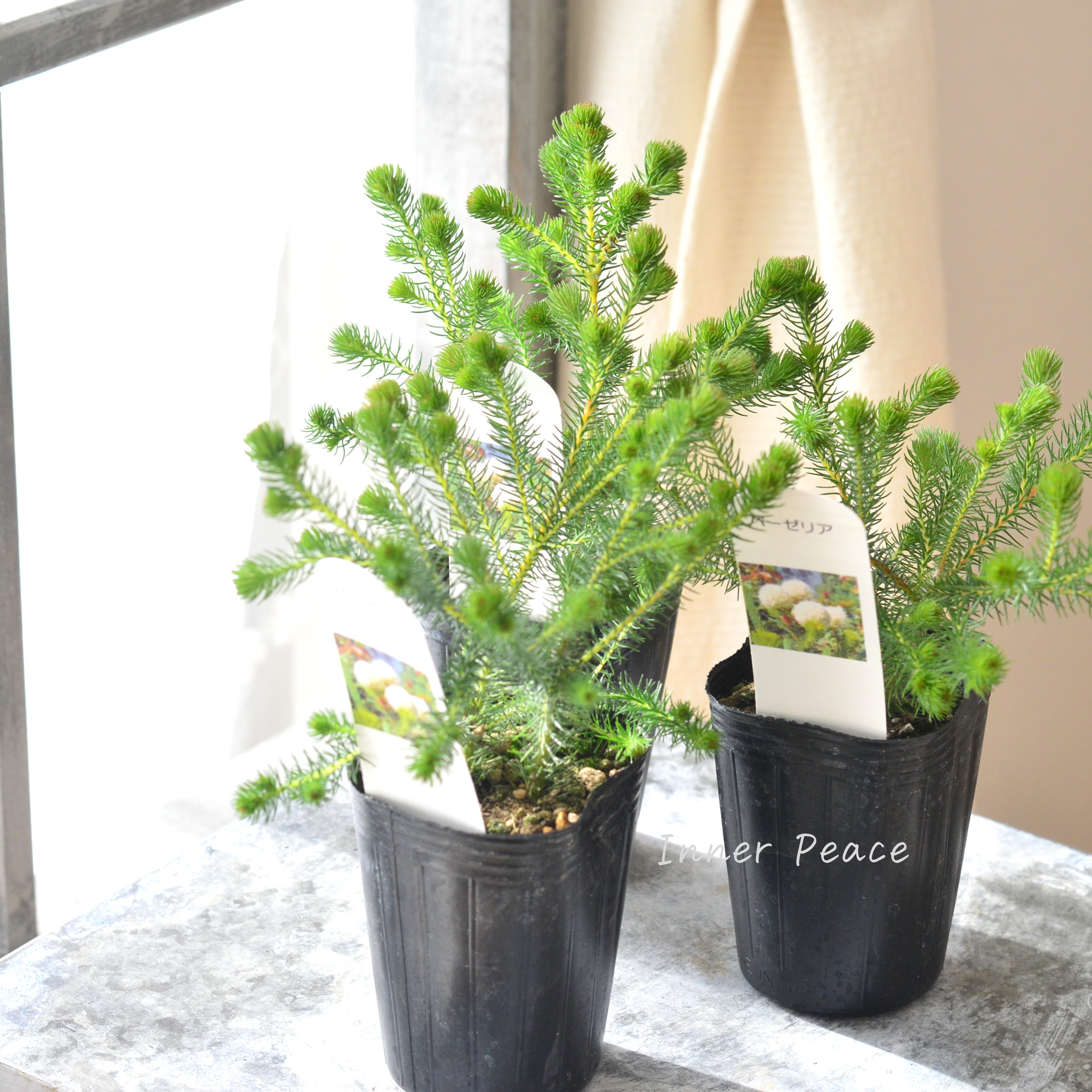 【個性的】 ベルセリア バーゼリア 3寸POT