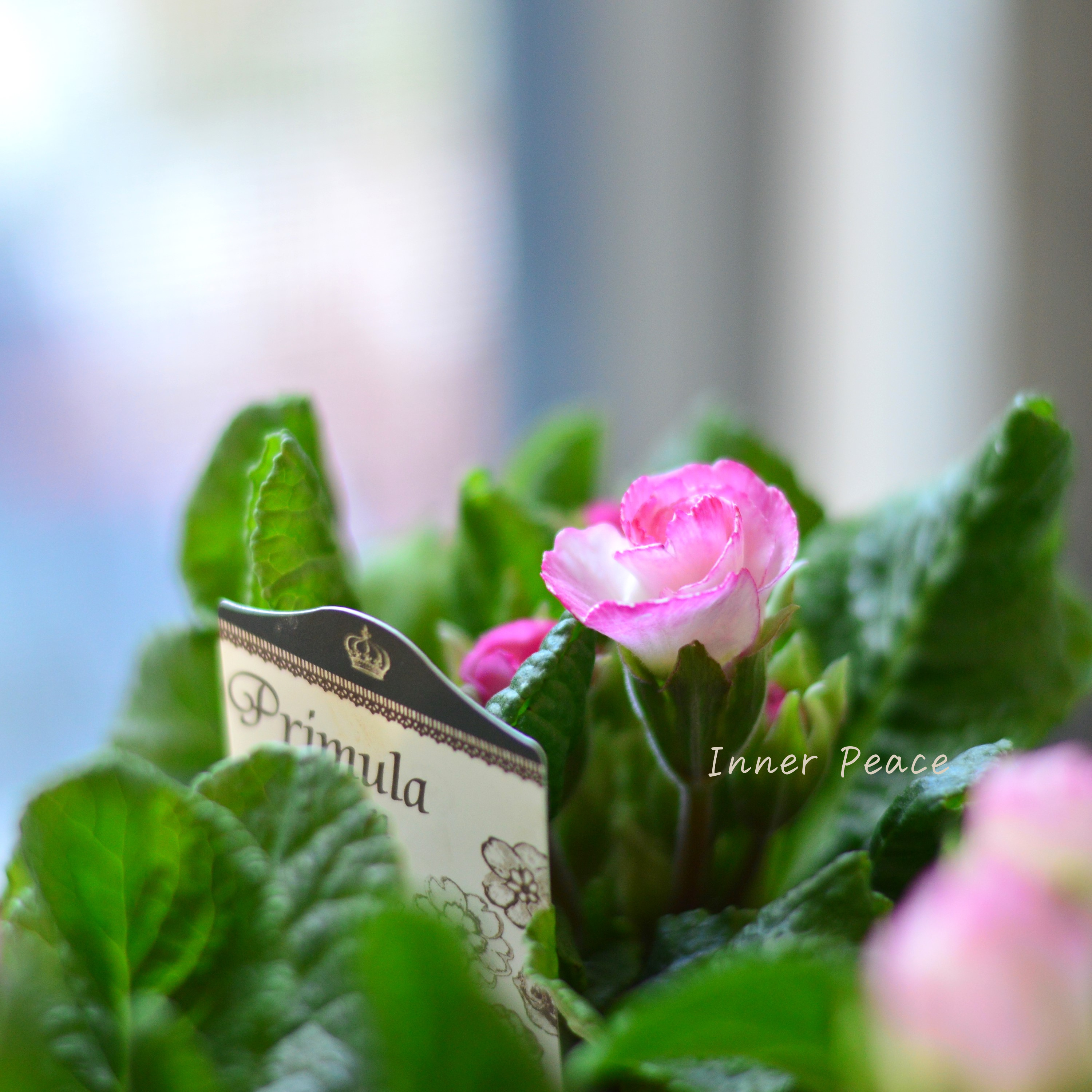 【k-plantsさん】 バラ咲き プリムラ 『カクテルドレス・ピンク』 2.5寸ロングPOT