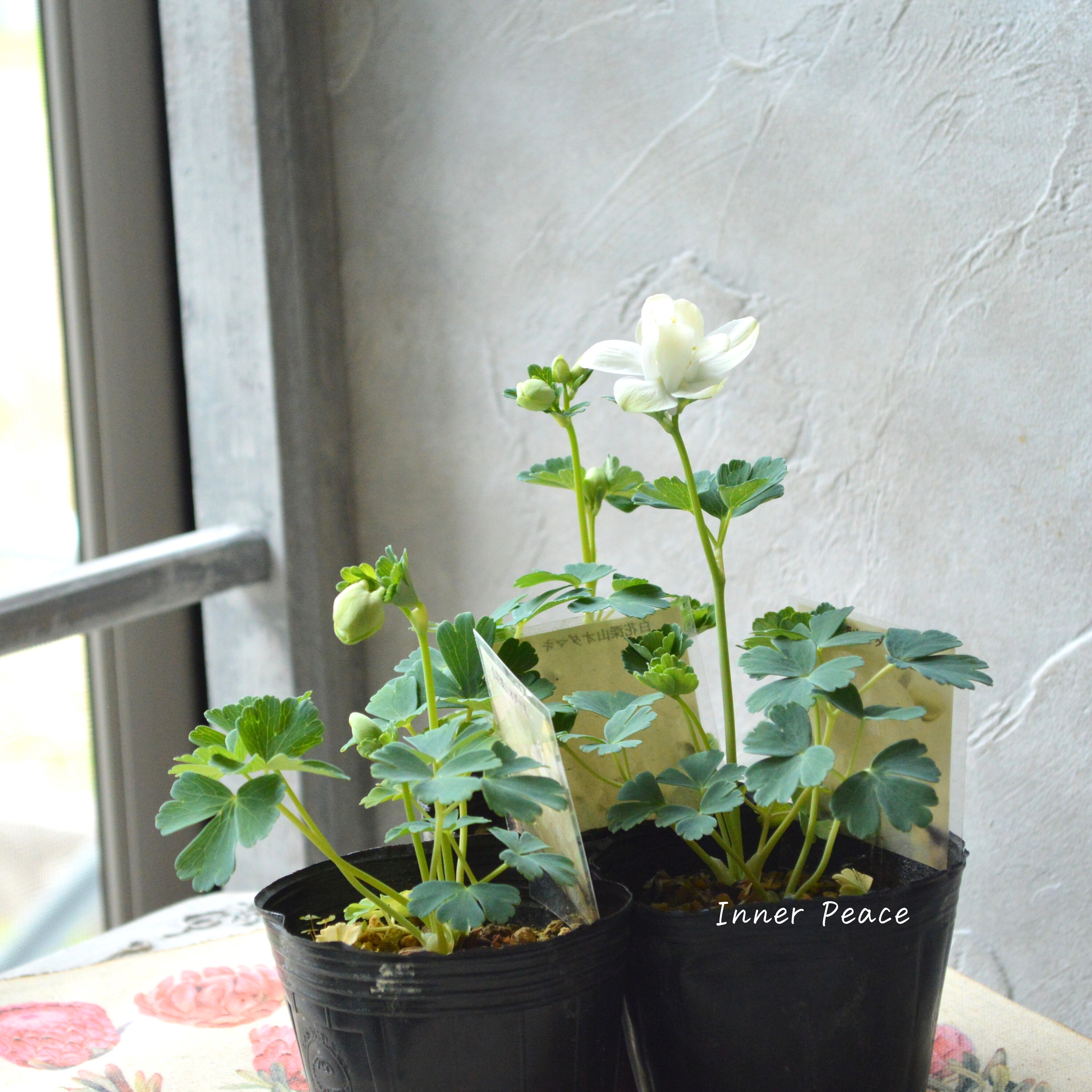 【美しい】 深山オダマキ 『白花』 3寸POT