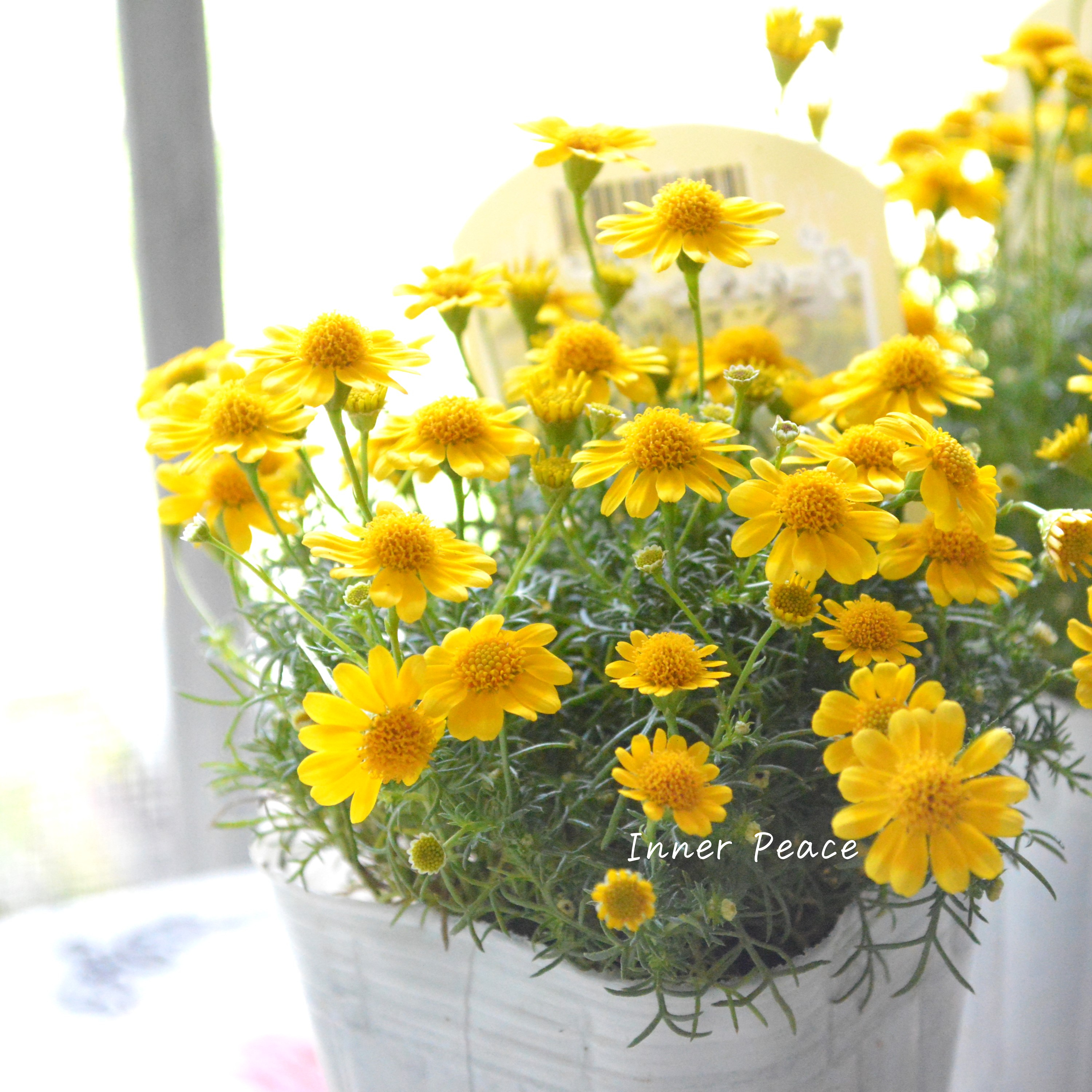 【小花がかわいい】ダールベルグデージー 3寸POT