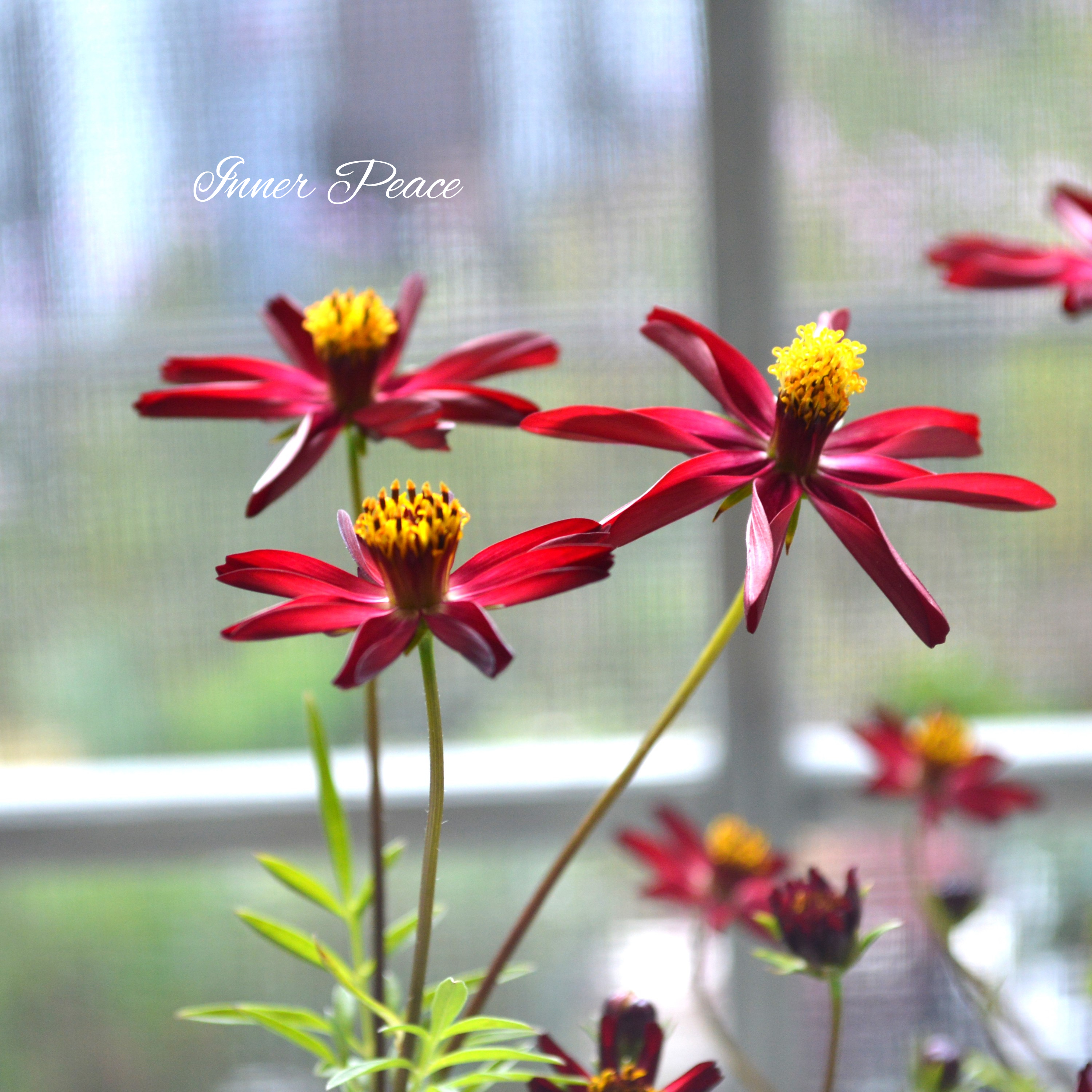 【美しい】 チョコレートコスモス 『赤とんぼ』 3寸ロングPOT