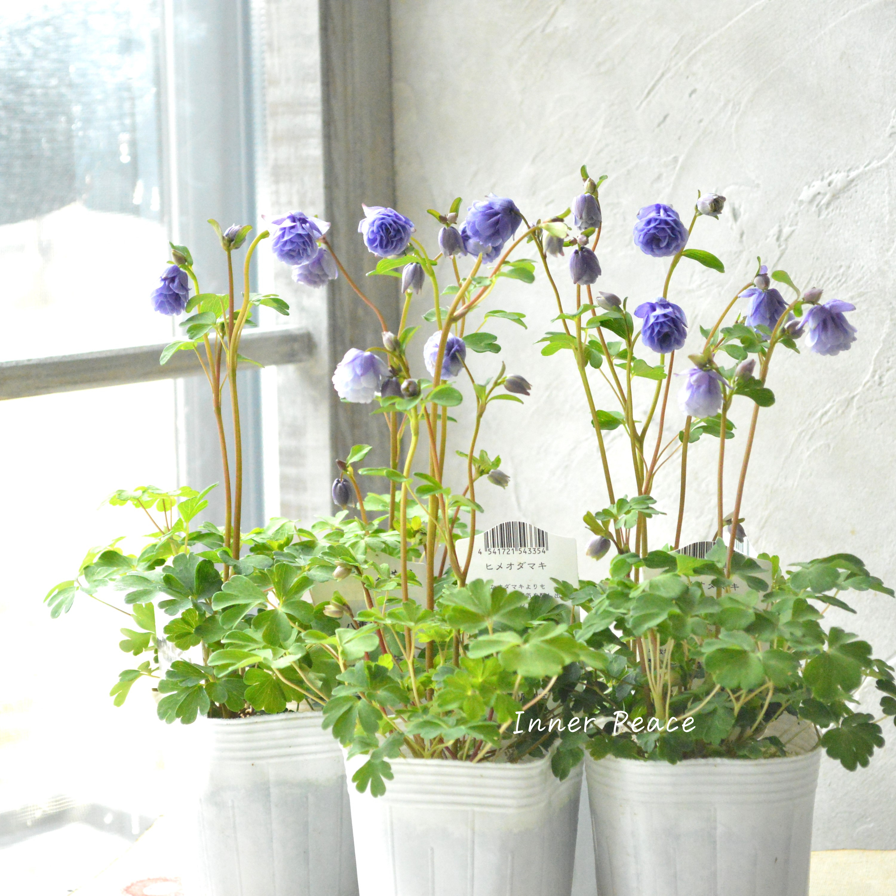 【松原園芸さん】 風鈴オダマキ 『八重ブルー』 3寸ロングPOT