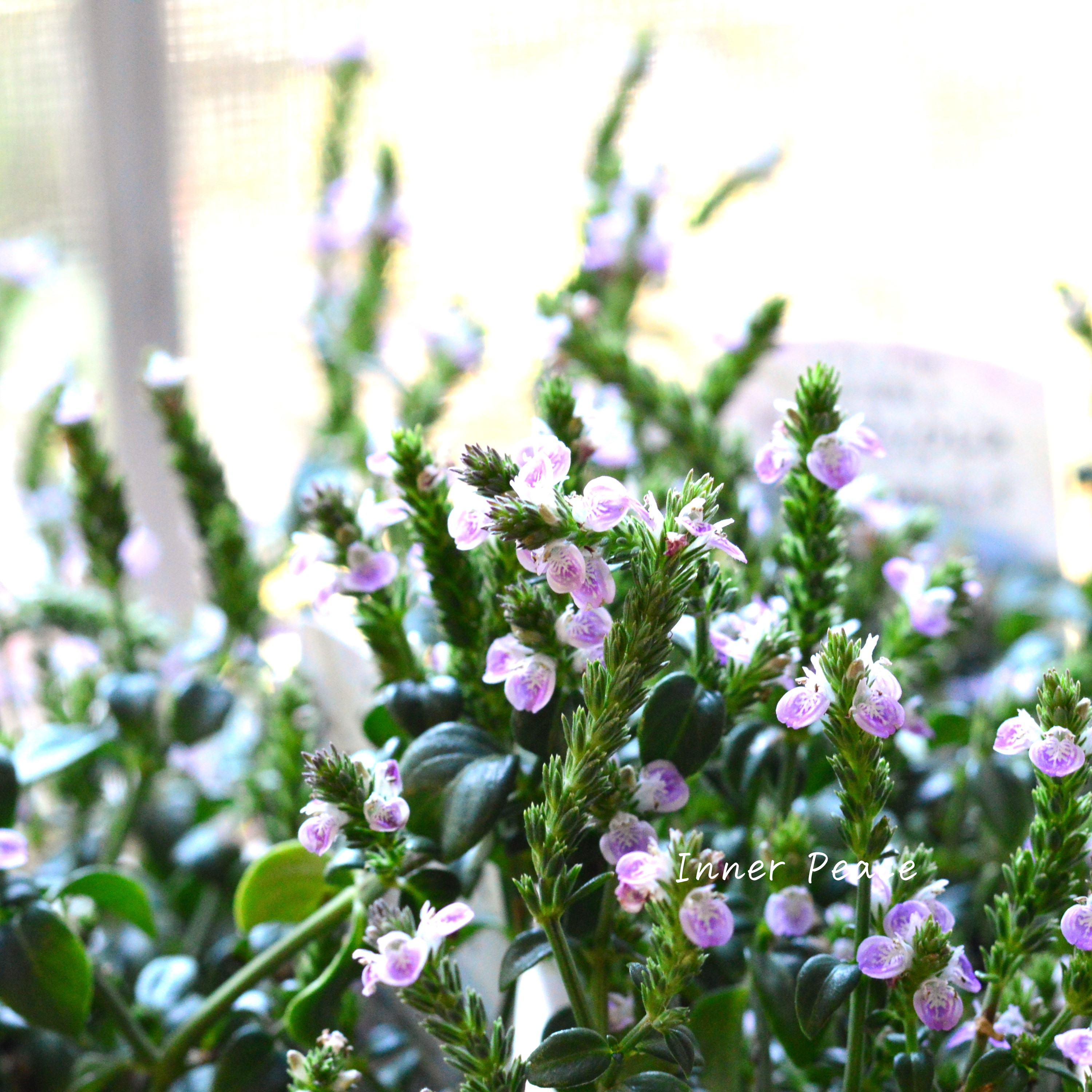 【かわいい】 ピンクネックレス (キツネノマゴ) 3寸POT