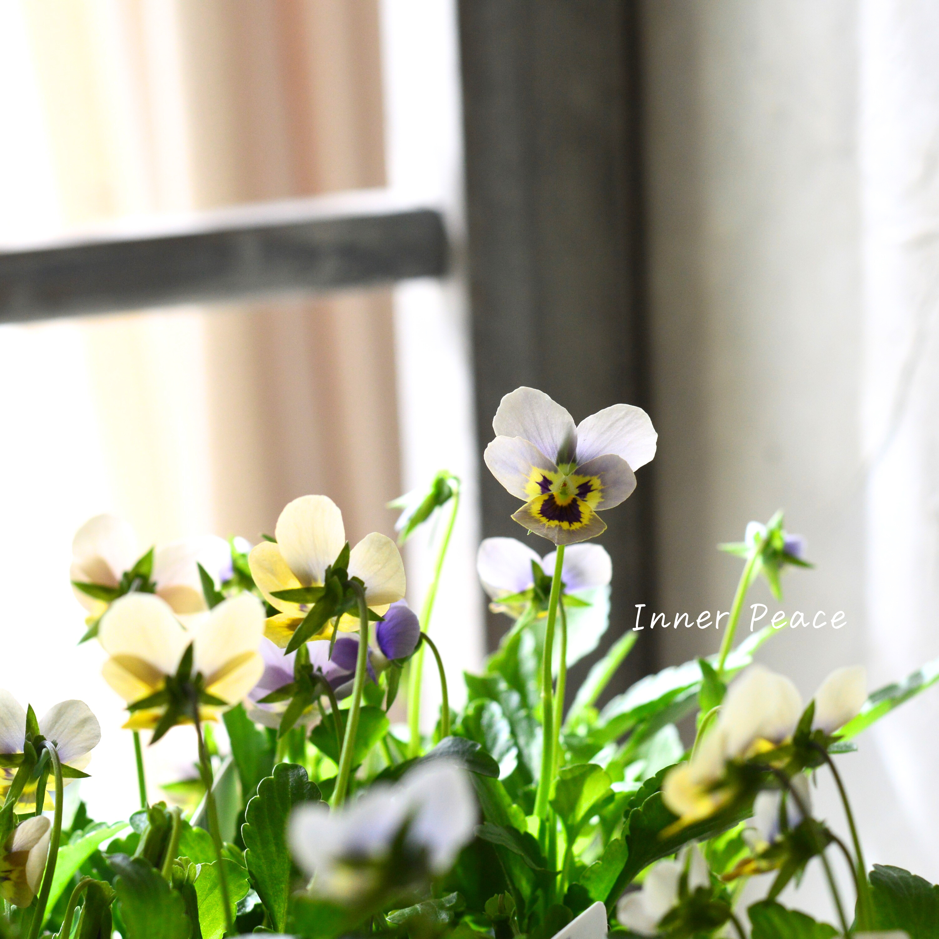 【ゲブラさん】 小輪ビオラ 『マリア』 3.5寸POT