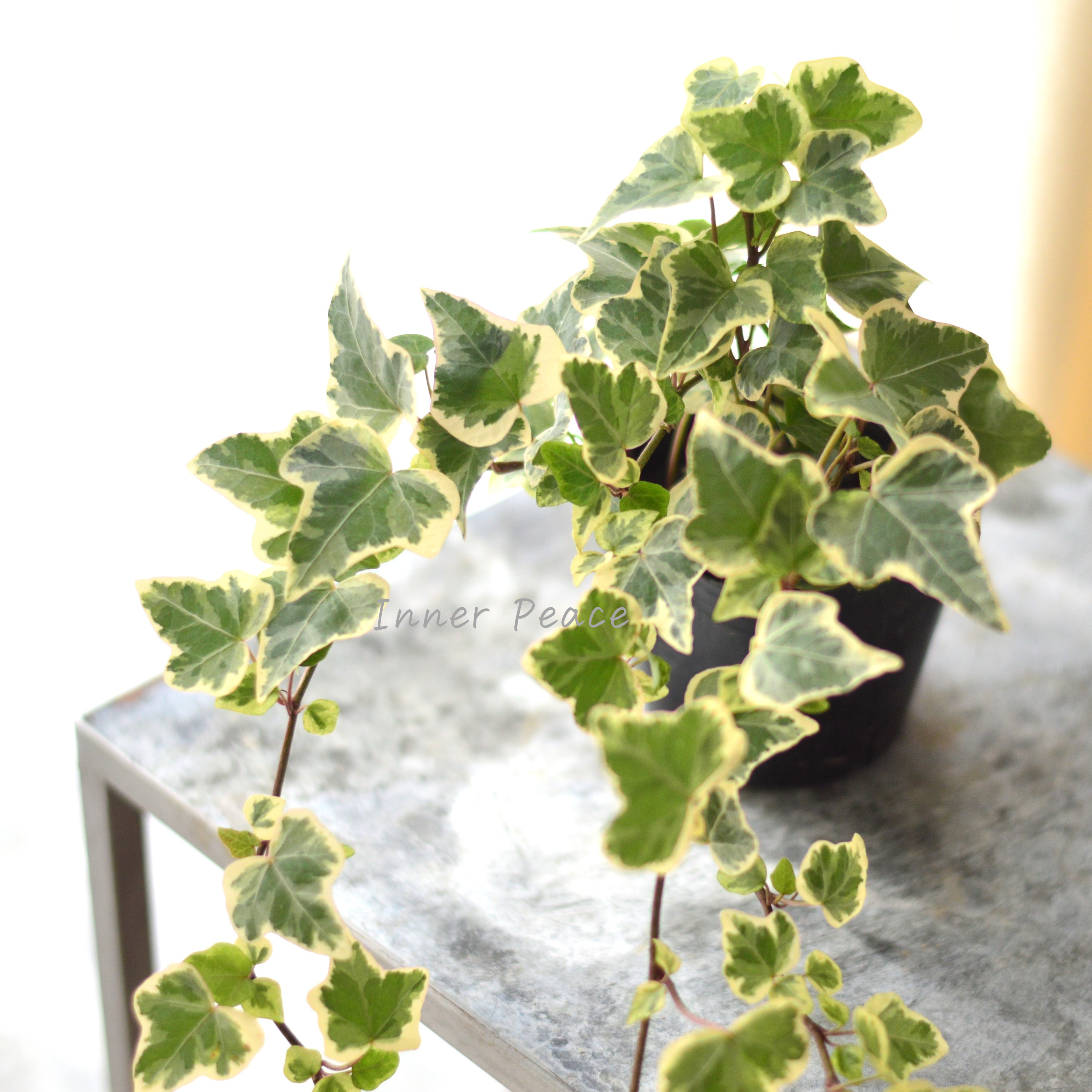 【寄せ植えに】 ヘデラ ヘリックス 『ホワイトワンダー』 3寸POT