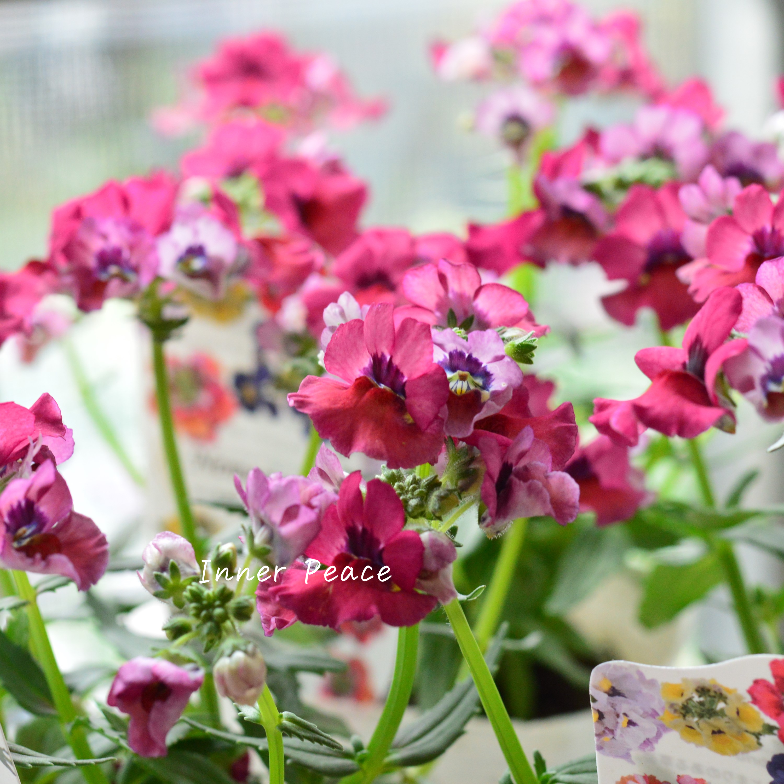 【宿根】 大輪ネメシア・ネシア 『マゼンタ』 3.5寸POT