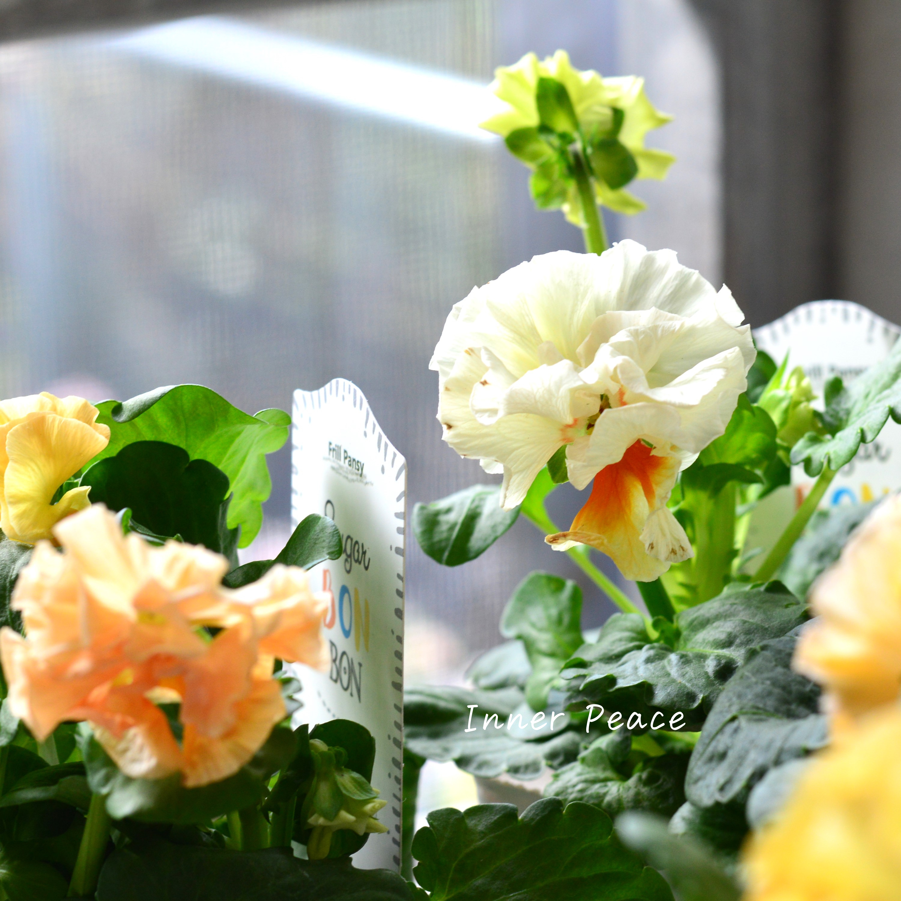 【湘南Berryさん】 フリルパンジー 『シュガーボンボン・オレンジ系』 3寸POT