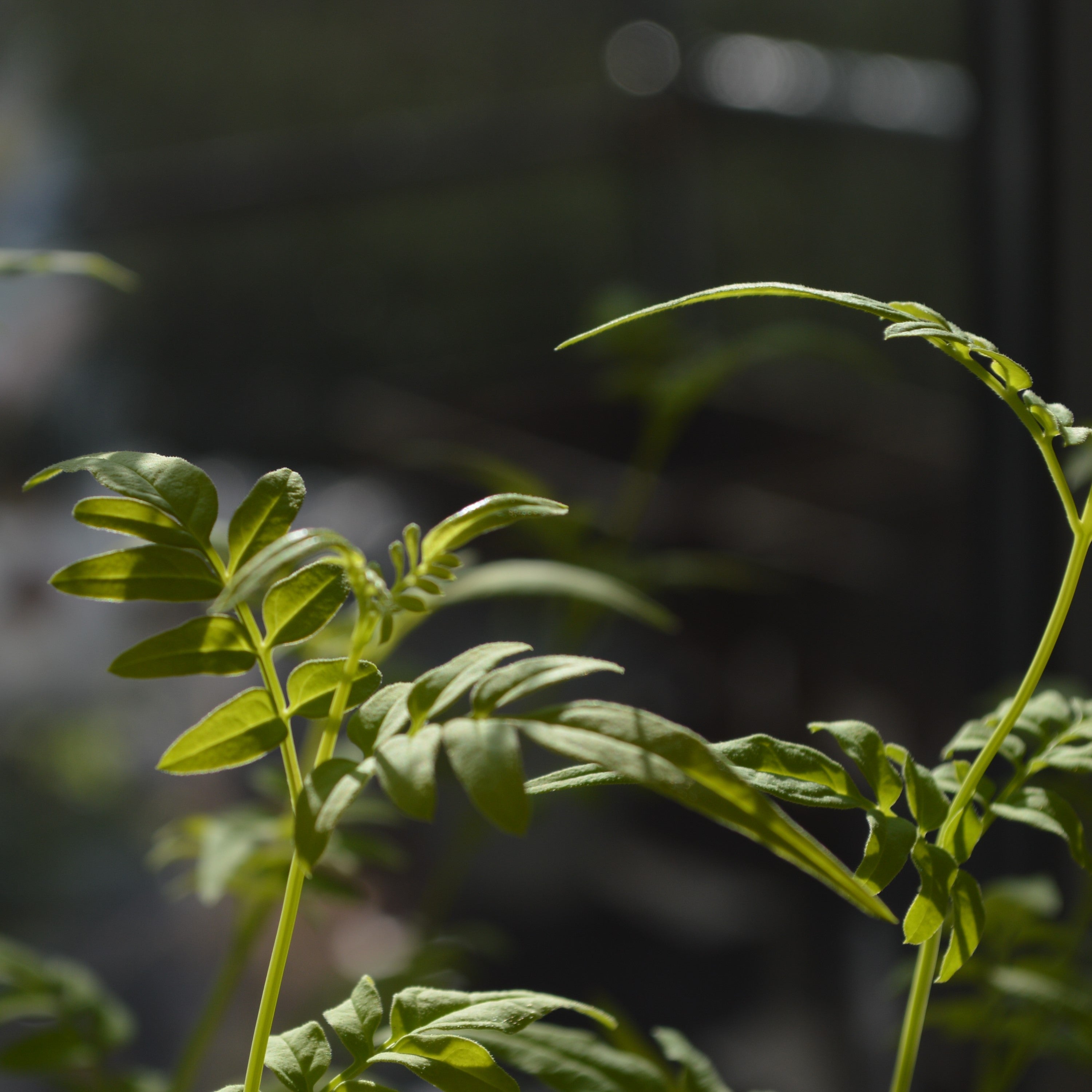 【鮮やかなお色】ハゴロモジャスミン・フィオナサンライズ 2.5寸POT