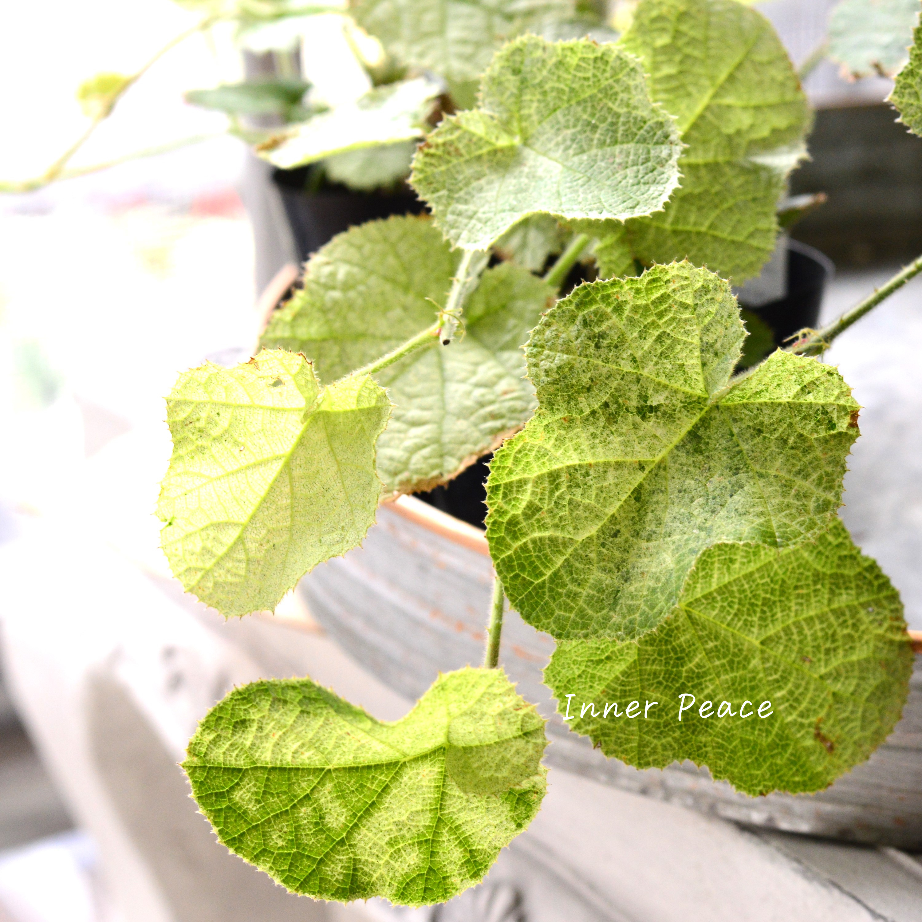 【オシャレ】 ルブス 『クラシックホワイト』 3寸POT