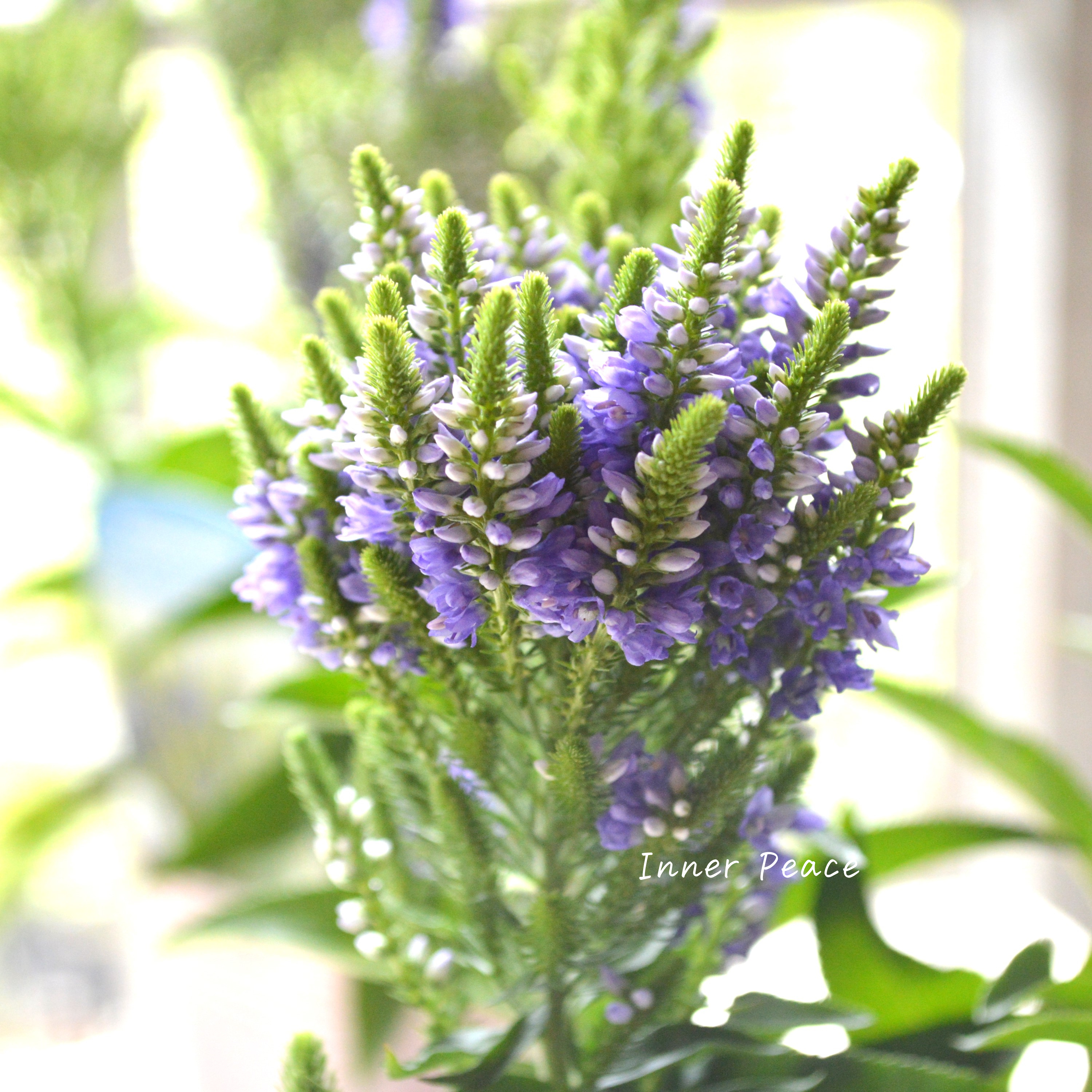 Sale! 【宿根】 ベロニカ 『ベビー ブルーマー ブルー』 3寸POT