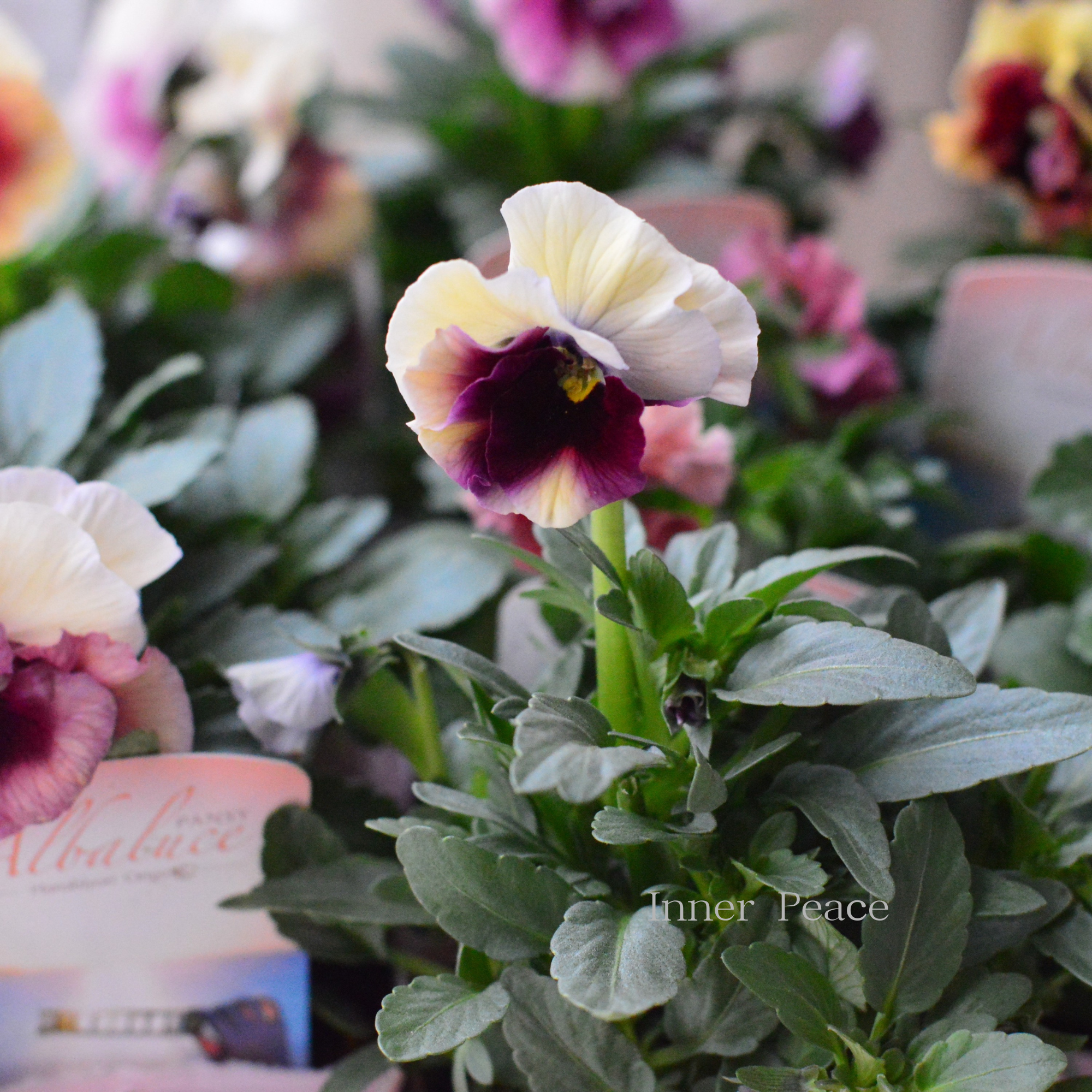 【花日和さんオリジナル】 パンジー 『アルバルーチェ』 3.5寸POT