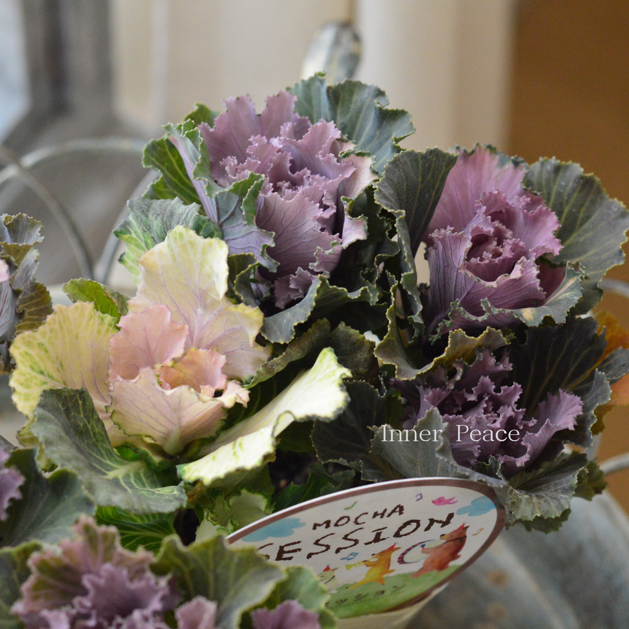 【アンティーク】 葉牡丹 『萌花セッション・フリル』 3寸POT