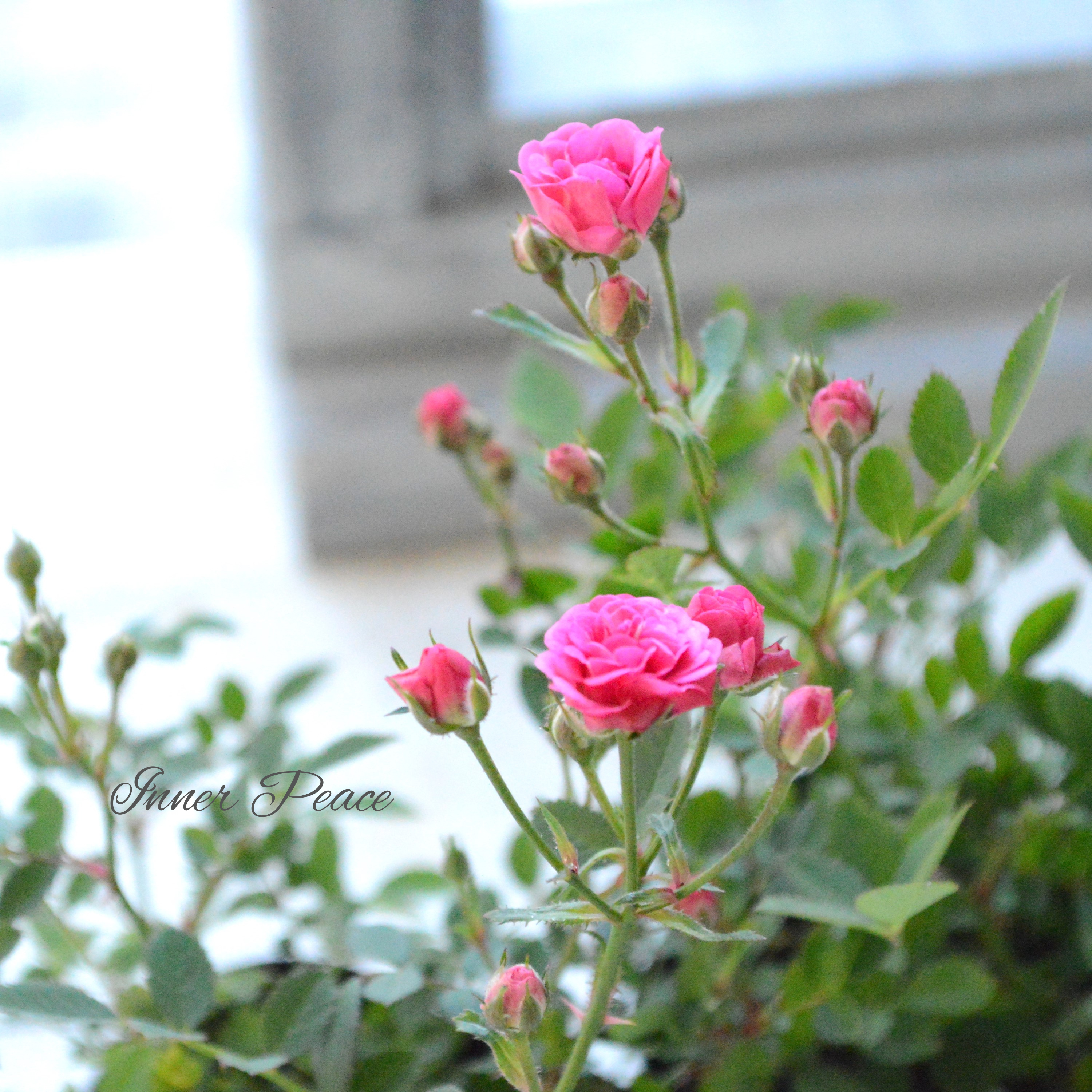 【分割できる】 ミニ薔薇 『ミサキ』(カスミソウ咲き) 3寸POT