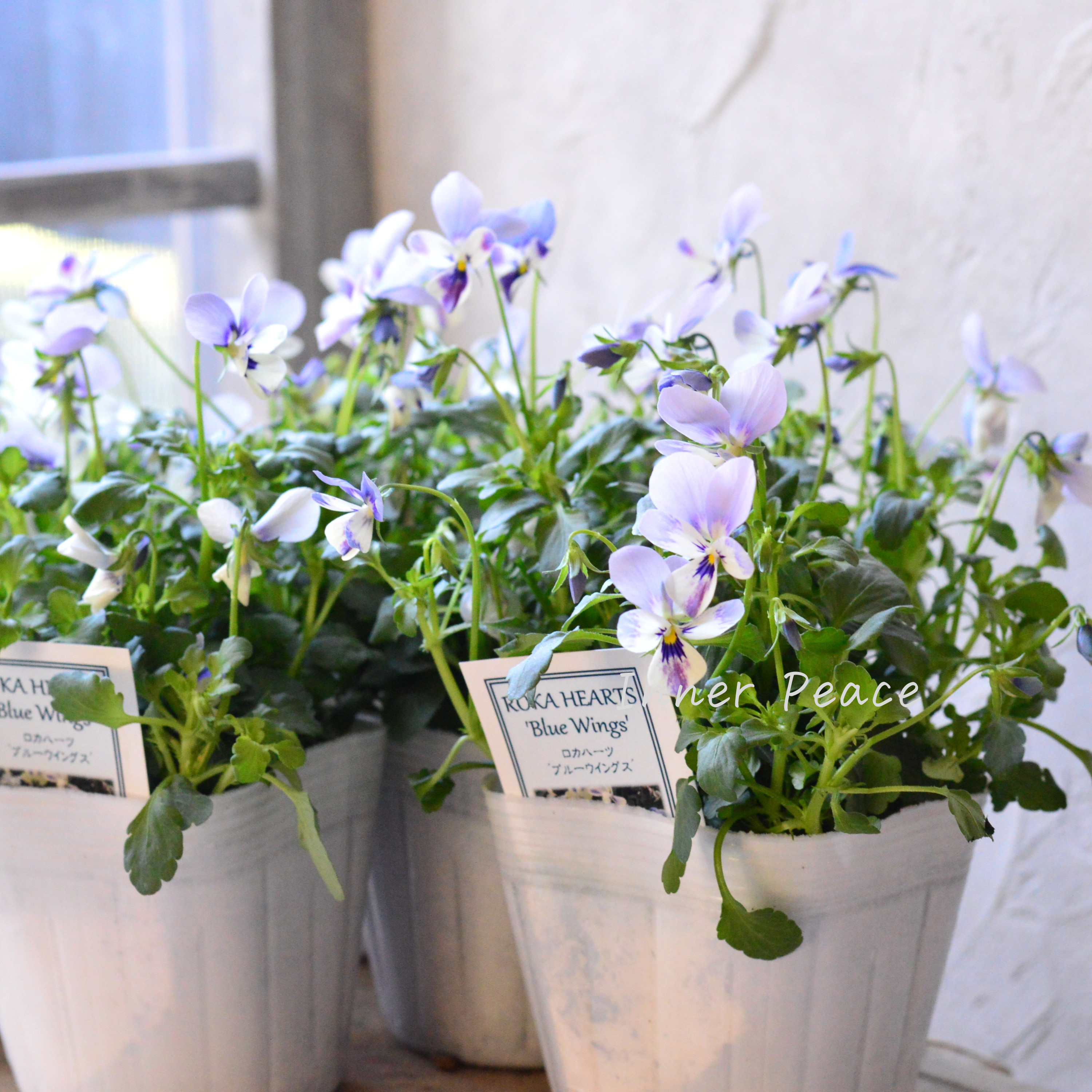 【美しい】 ビオラ ロカハーツ 『ブルーウイングス』 3.5寸POT