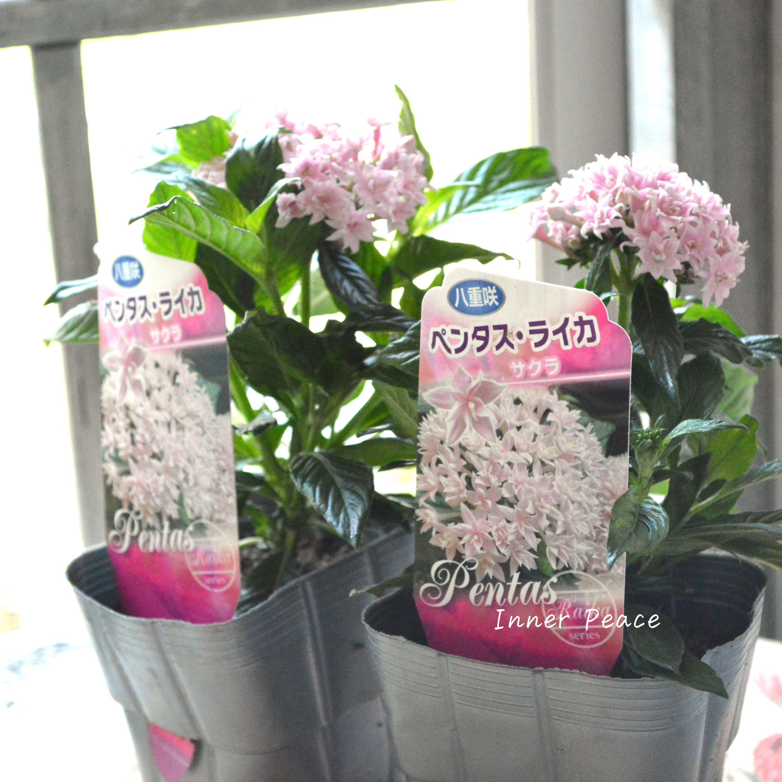 【暑さに強い】 八重咲きペンタス 『ライカ・サクラ』 3.5寸POT