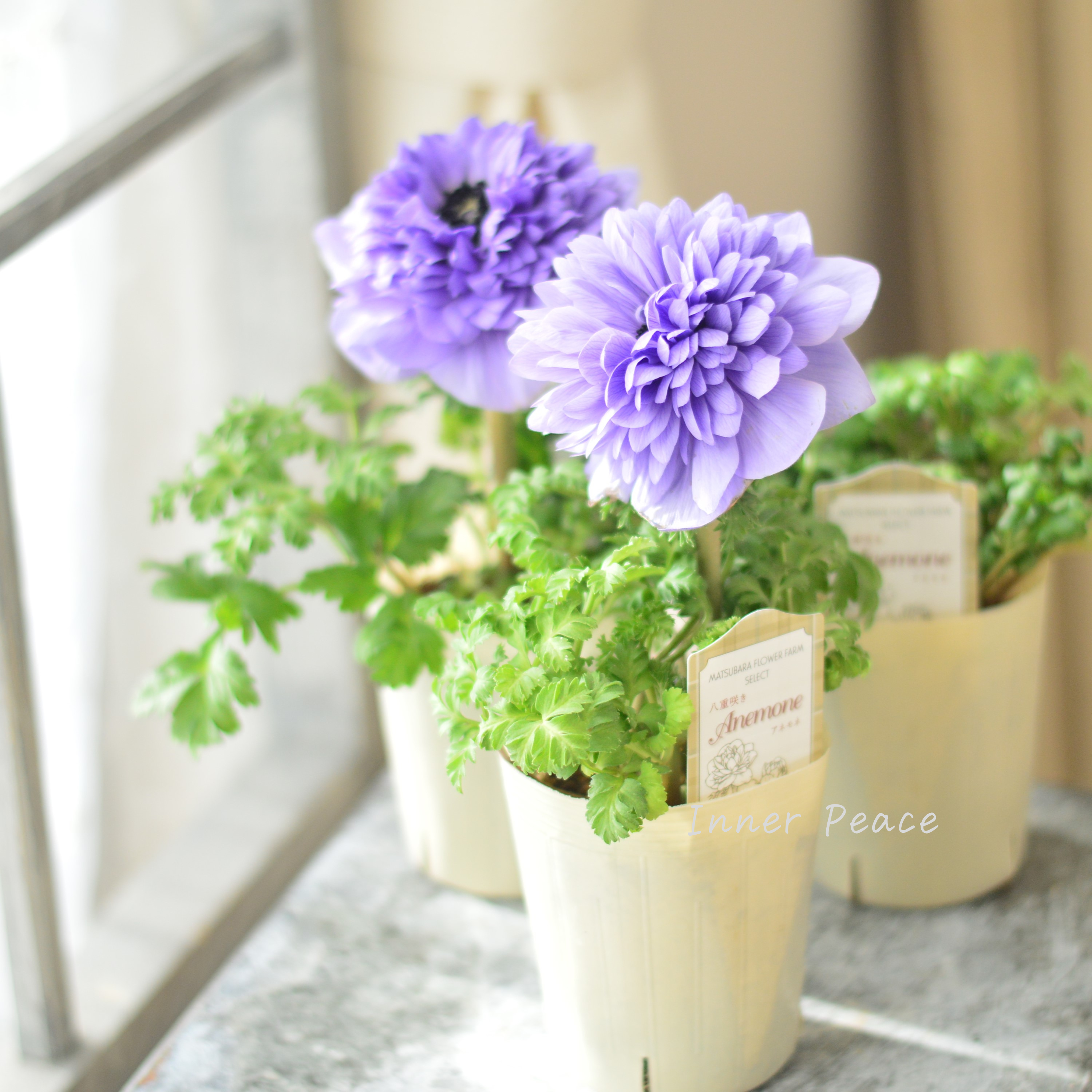 【希少】 アネモネ レバンテ 『アズーロ・ライトブルー』 3寸ロングPOT