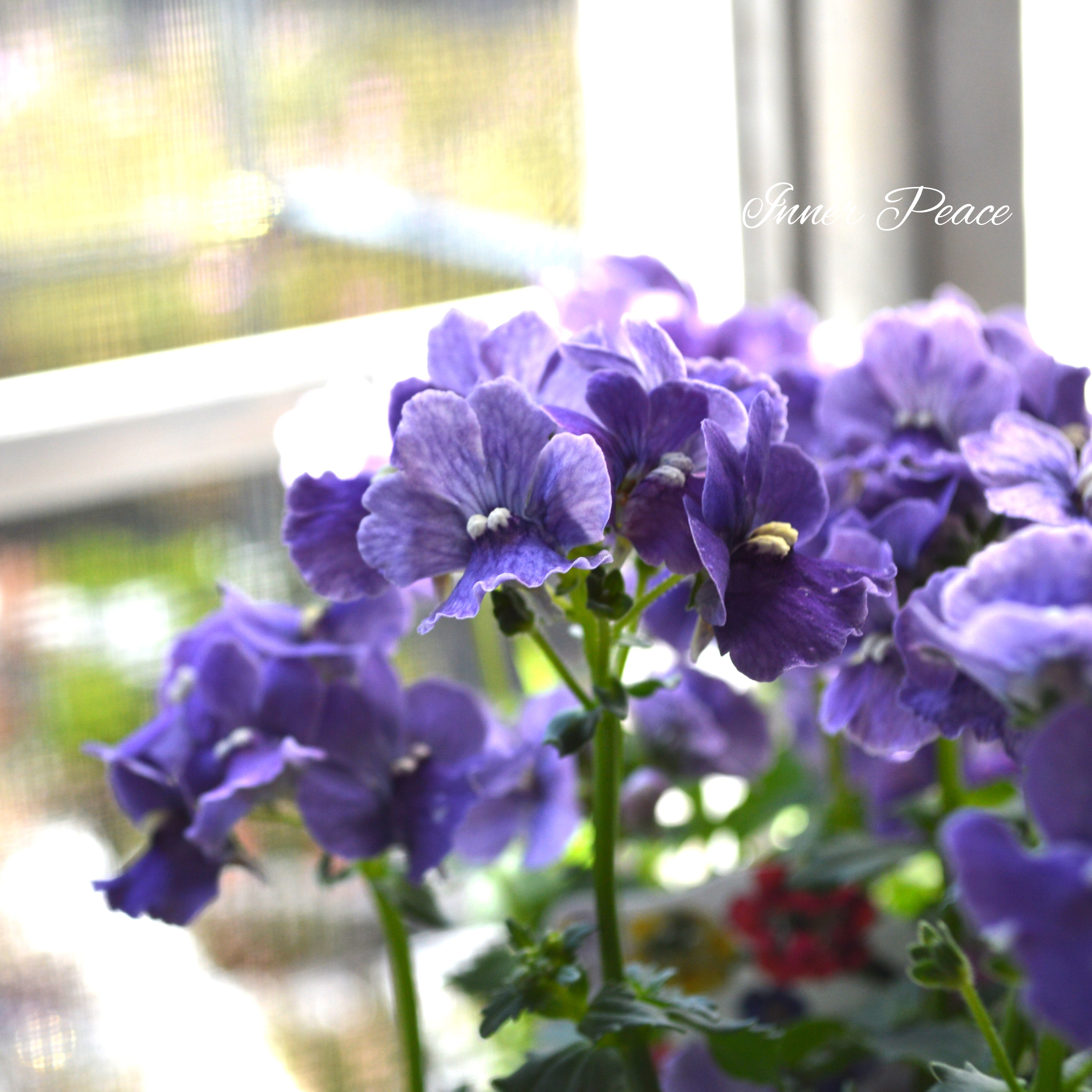 【宿根】 大輪ネメシア・ネシア 『デニム』 3.5寸POT