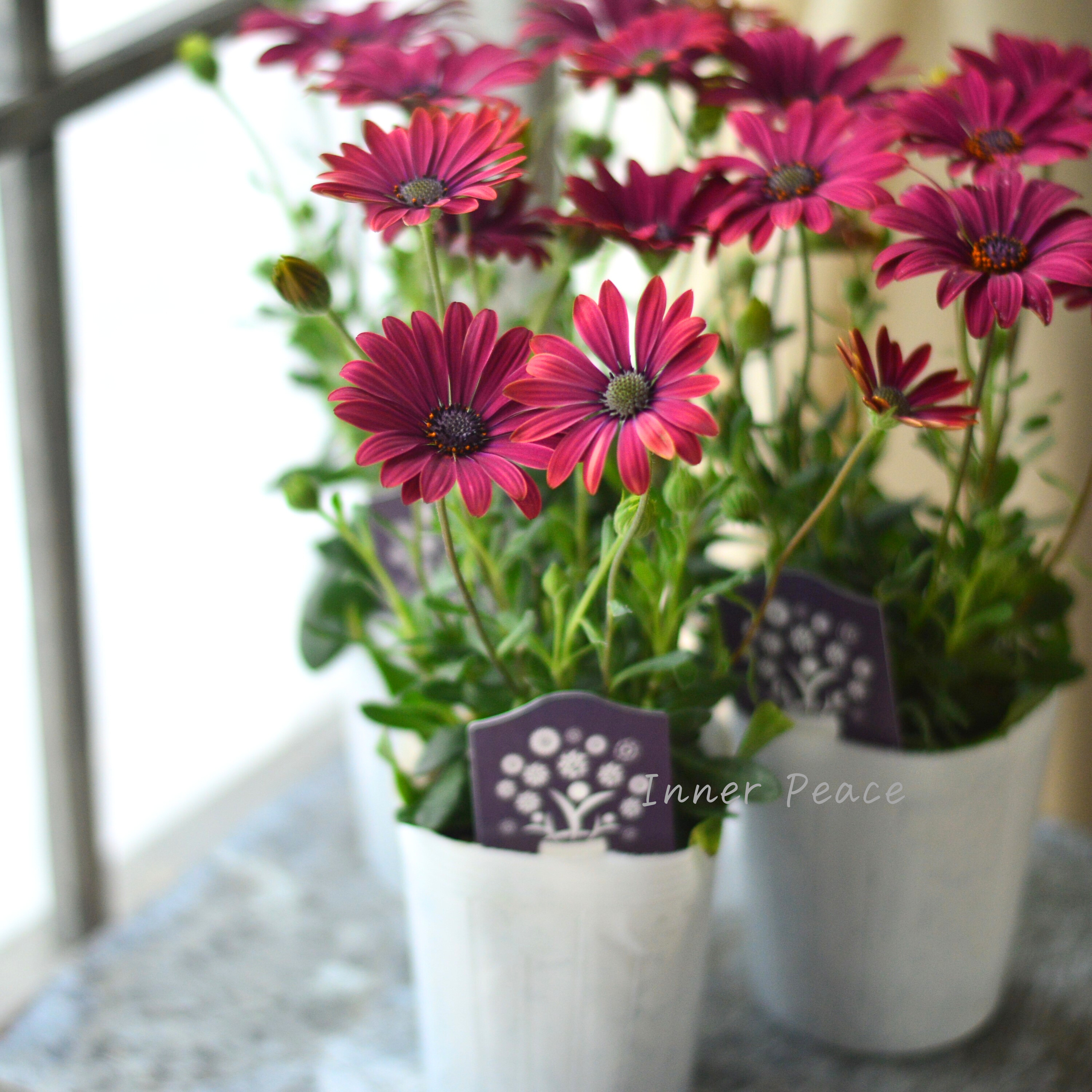 【希少】 ナラフラさんのオステオスペルマム 『ノクターンルージュ』 3寸ロングPOT