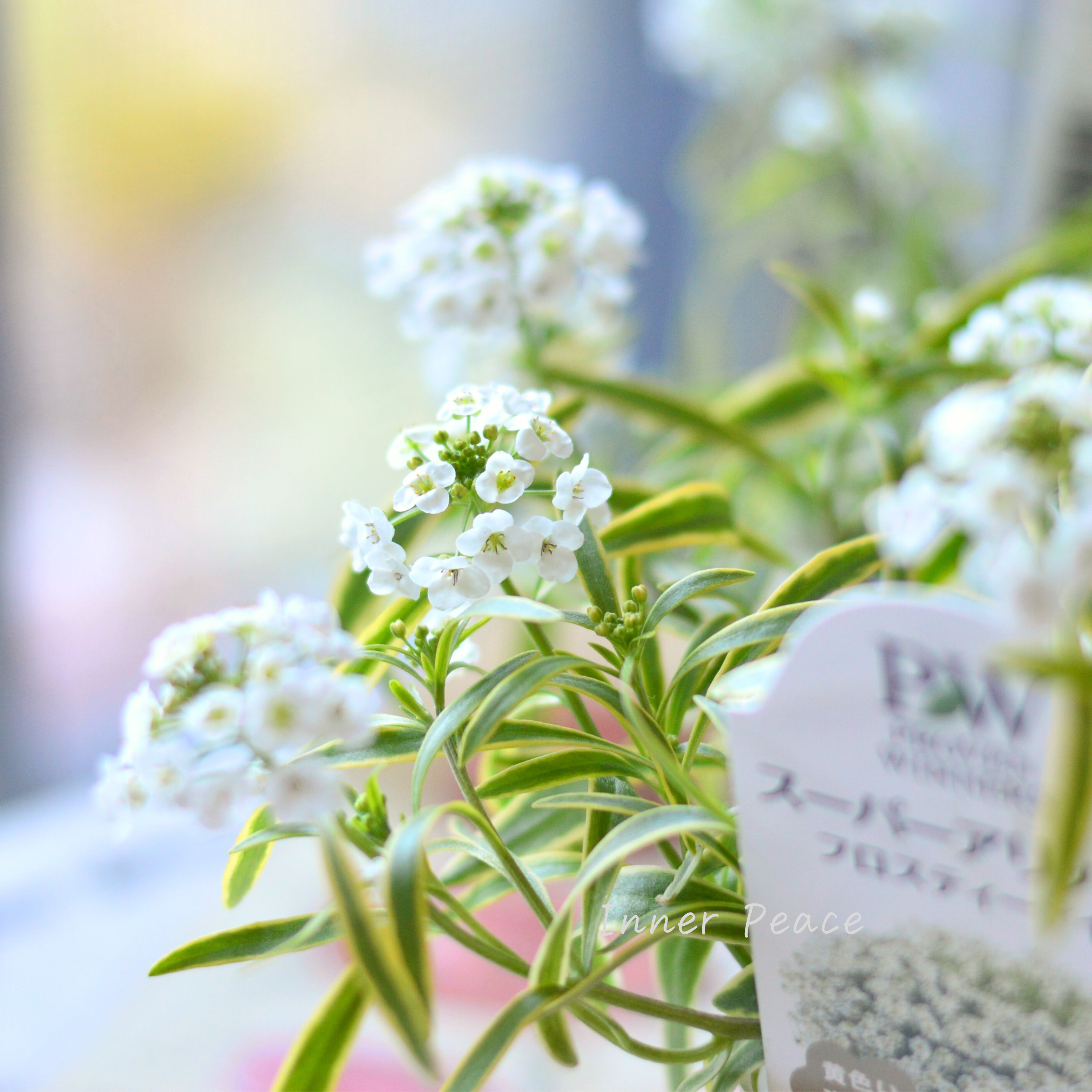 【PW】 スーパーアリッサム 『フロスティーナイト』 3.5寸POT