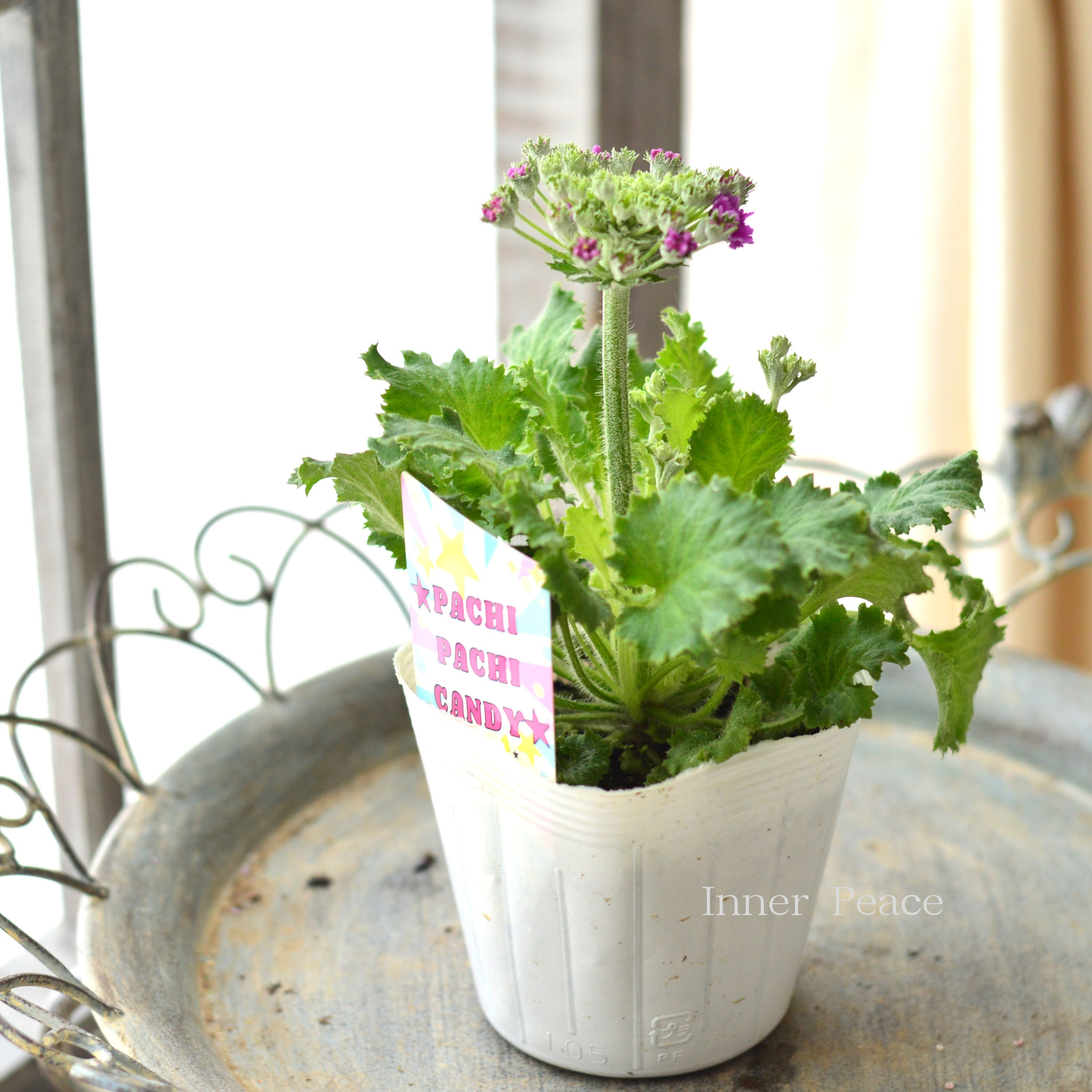 【北島園芸さん】 プリムラ マラコイデス 『パチパチキャンディ・ピンク系』 3.5寸POT