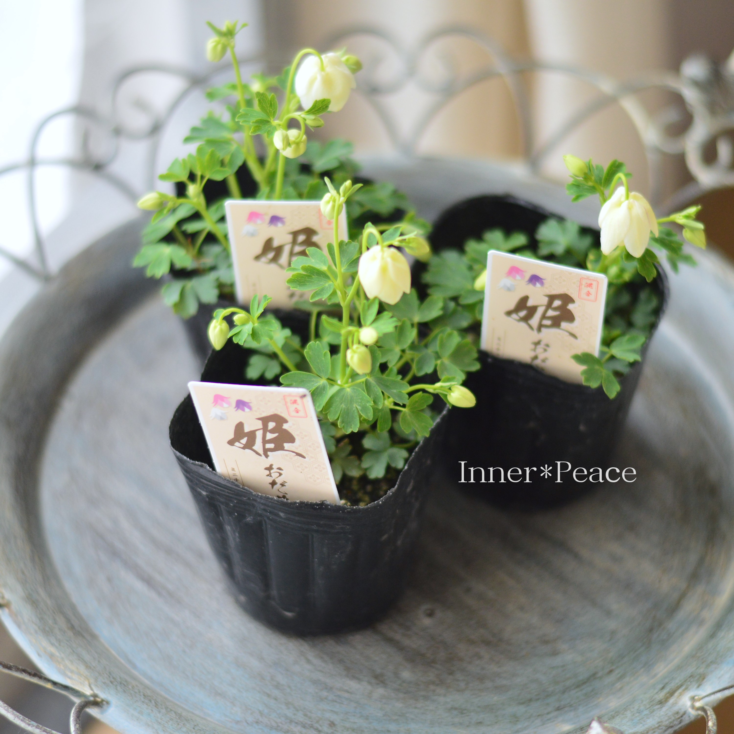 【かわいい】 姫オダマキ 『ホワイト系』 3寸POT