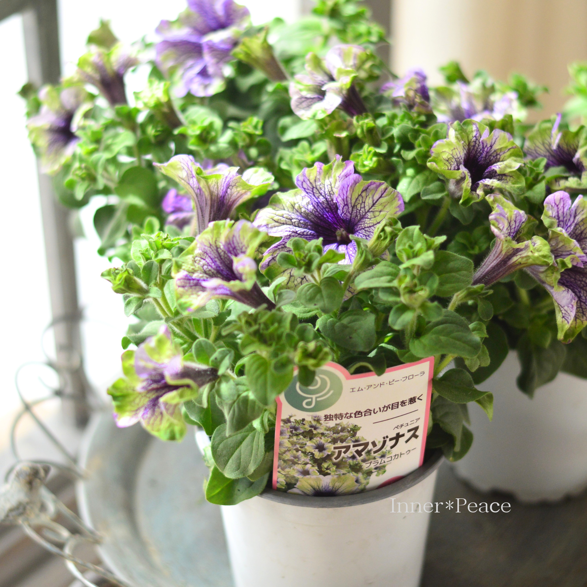 【個性的】 ペチュニア 『アマゾナス・プラムコカトゥー』 4寸POT