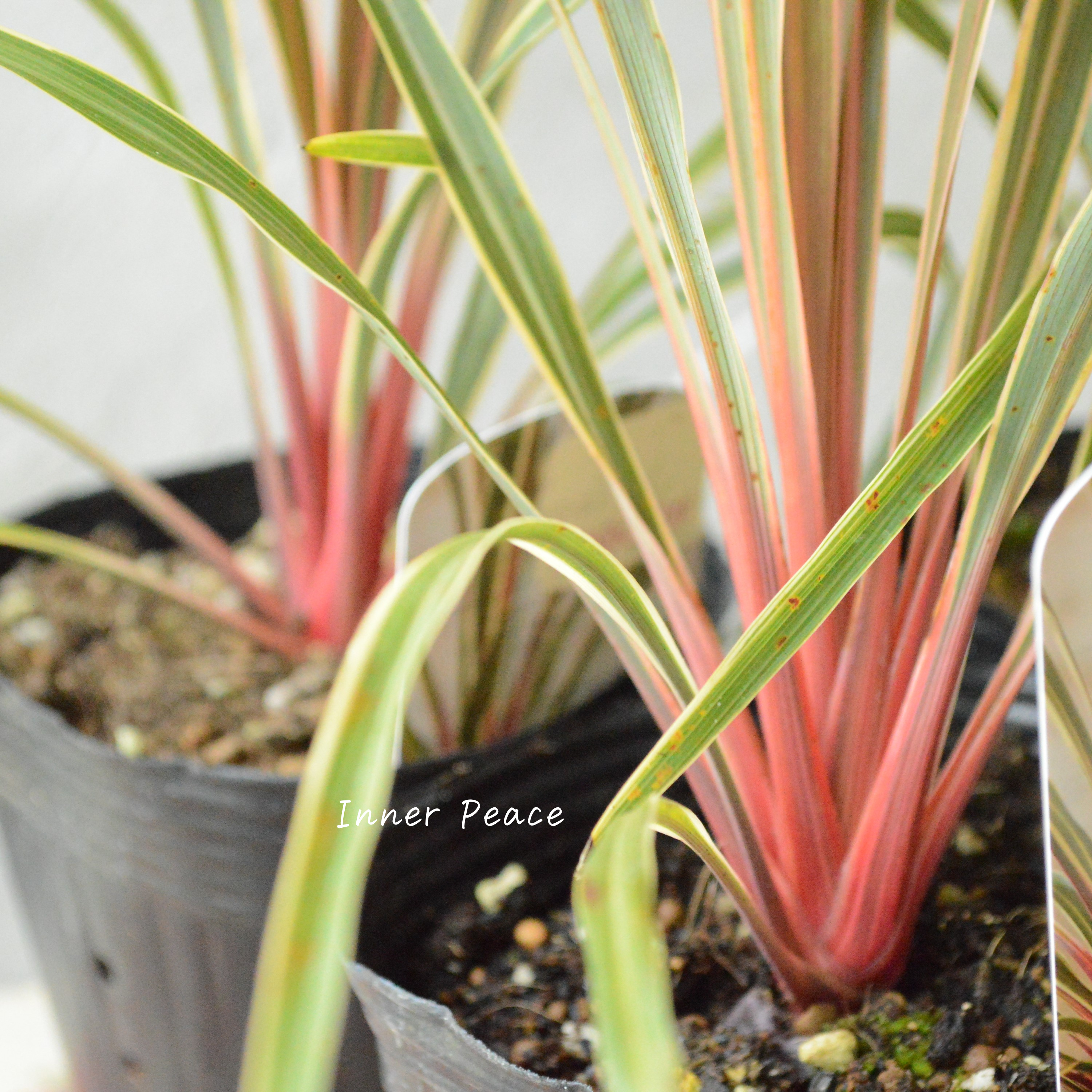 【日本初上陸】 コルジリネ 『マジックスター』 4号POT