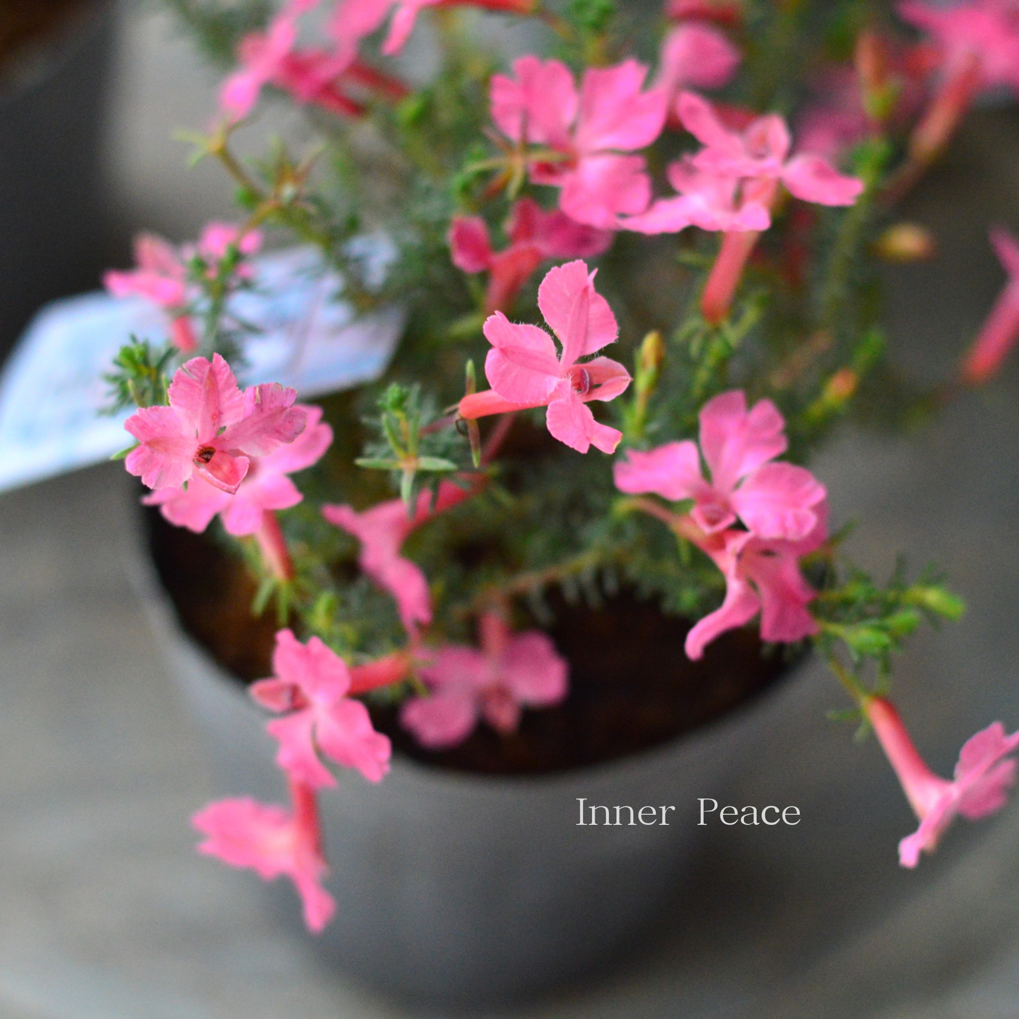 【美しい】 ハツコイソウ 『メルさくら』 3寸POT