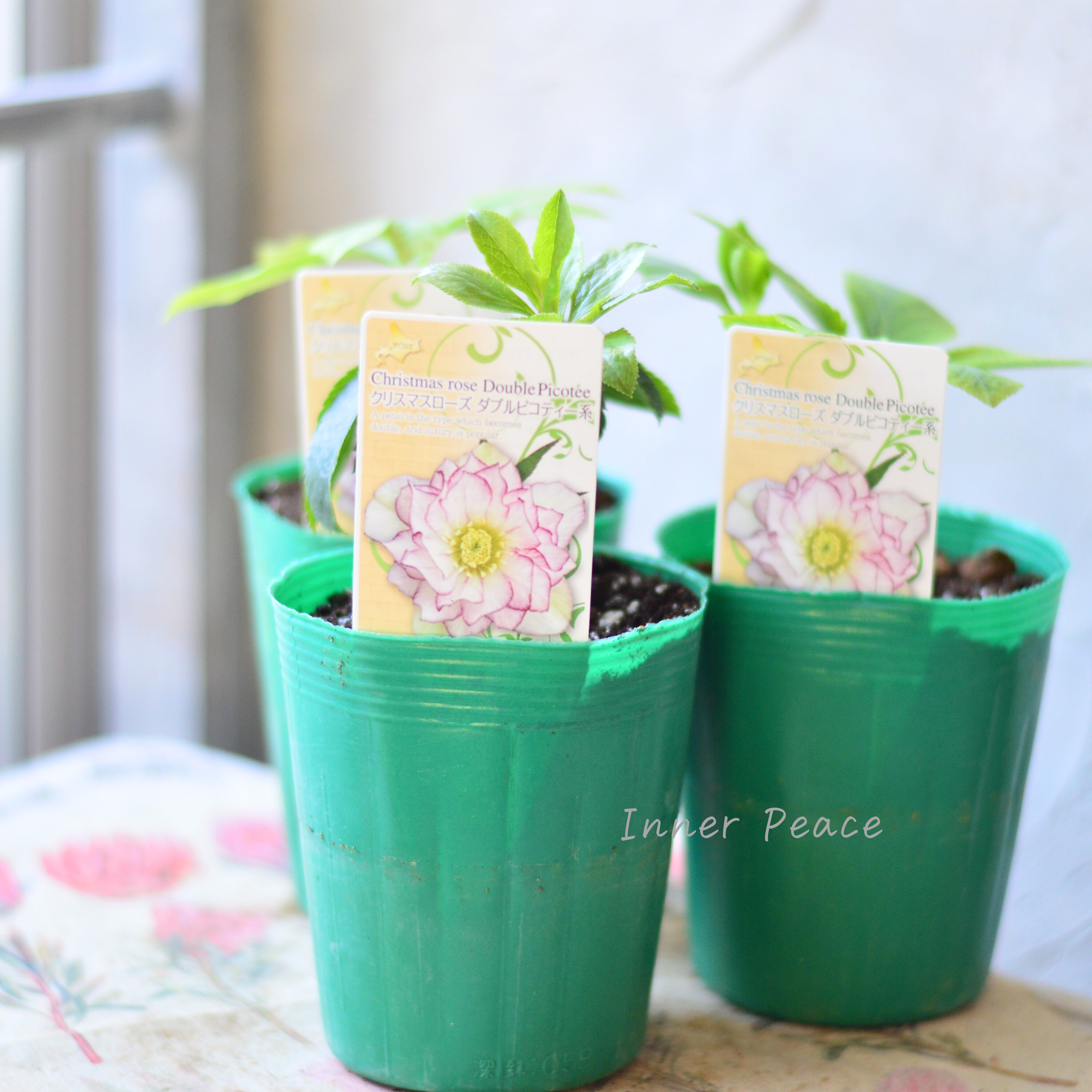 【八重咲き】 クリスマスローズ 『ダブルピコティ系』 3.5寸ロングPOT