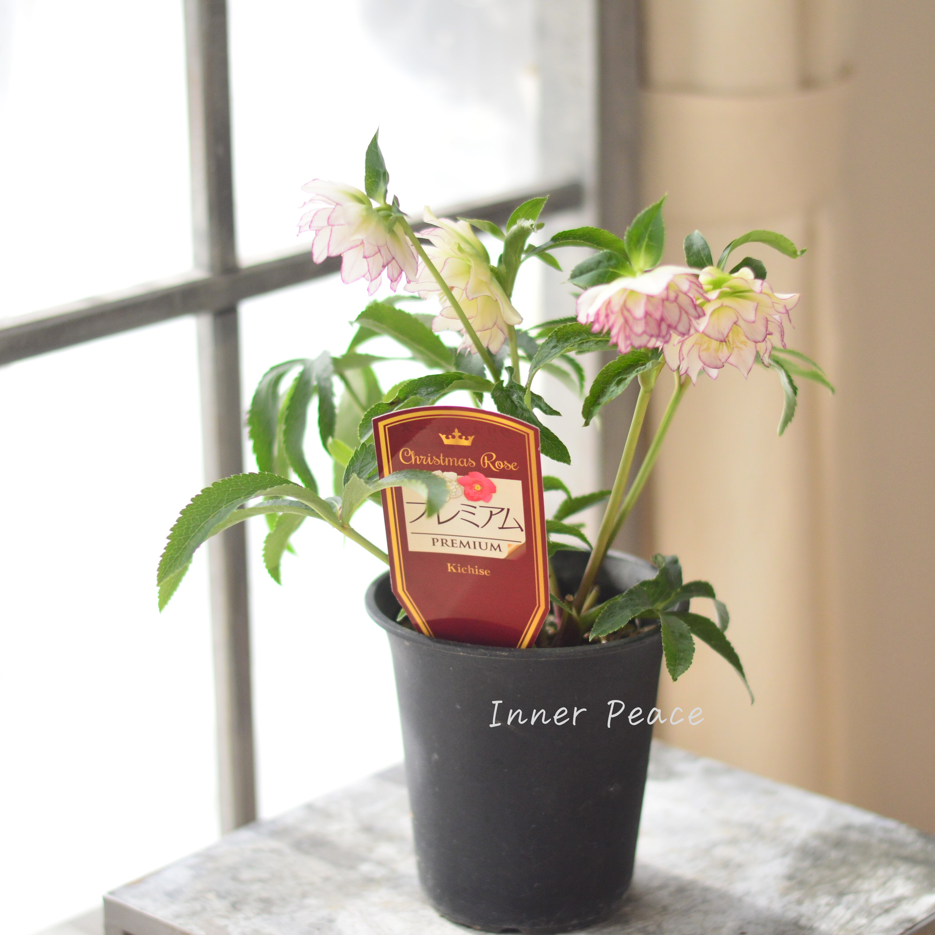 【希少】 吉瀬園芸さんのクリスマスローズ 『プレミアム・ダブル C』 4寸鉢