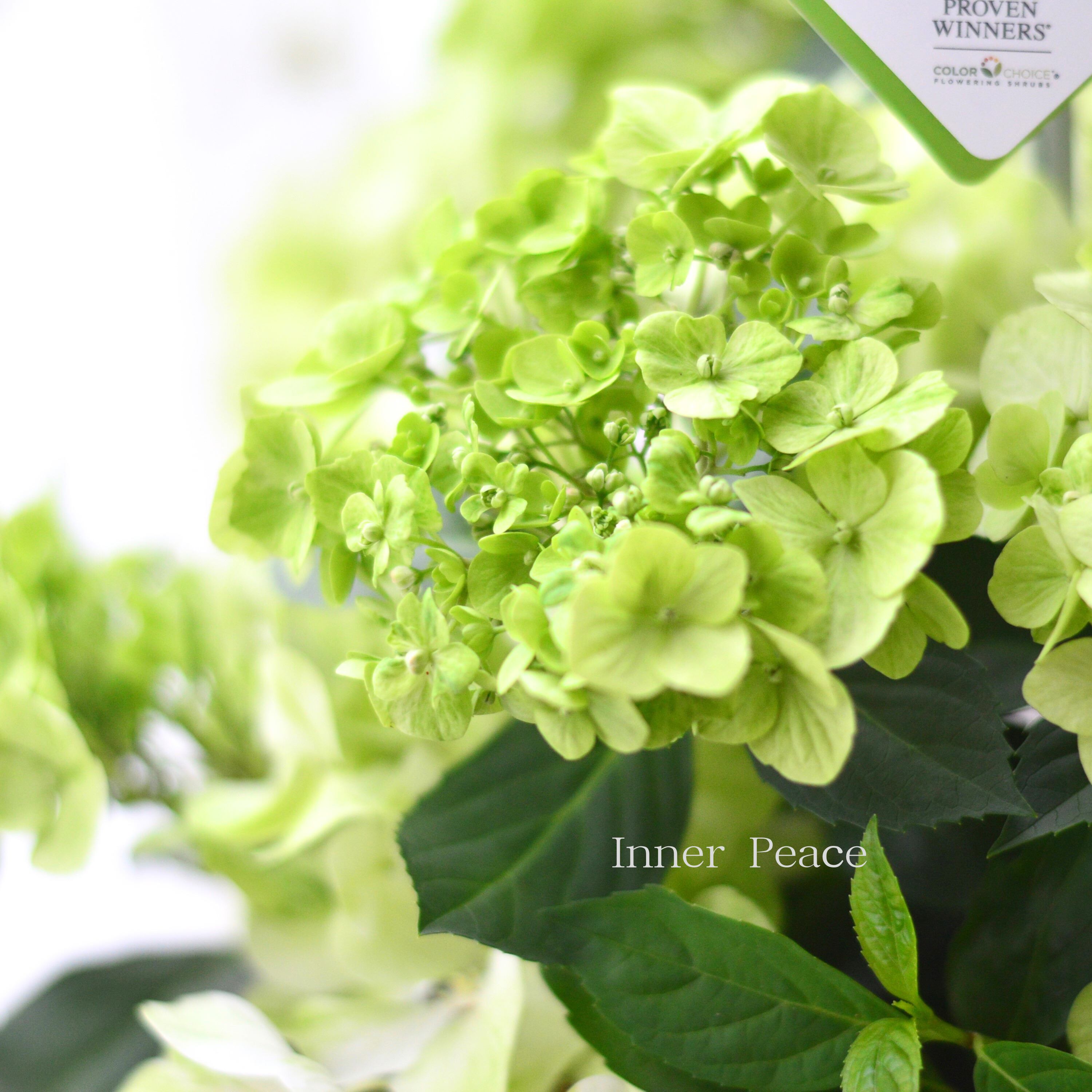 【PW】 紫陽花 ラグランジア 『シャンデリーニ』 5寸鉢