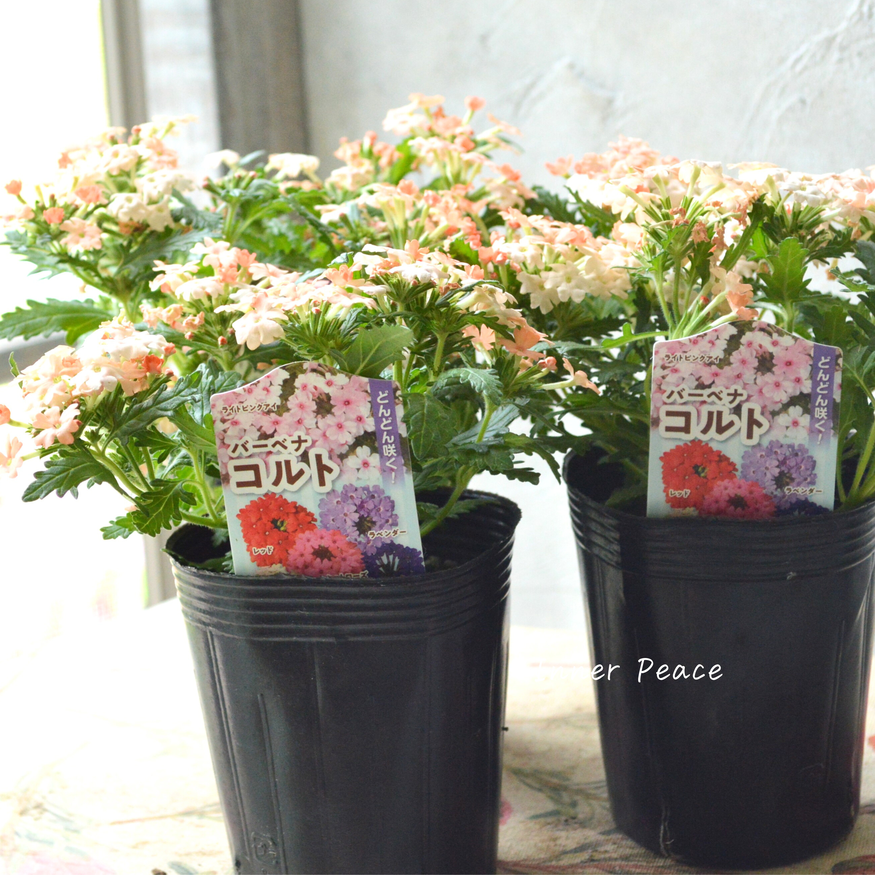 【宿根】 バーベナ 『コルト・ピーチ』 3.5寸POT