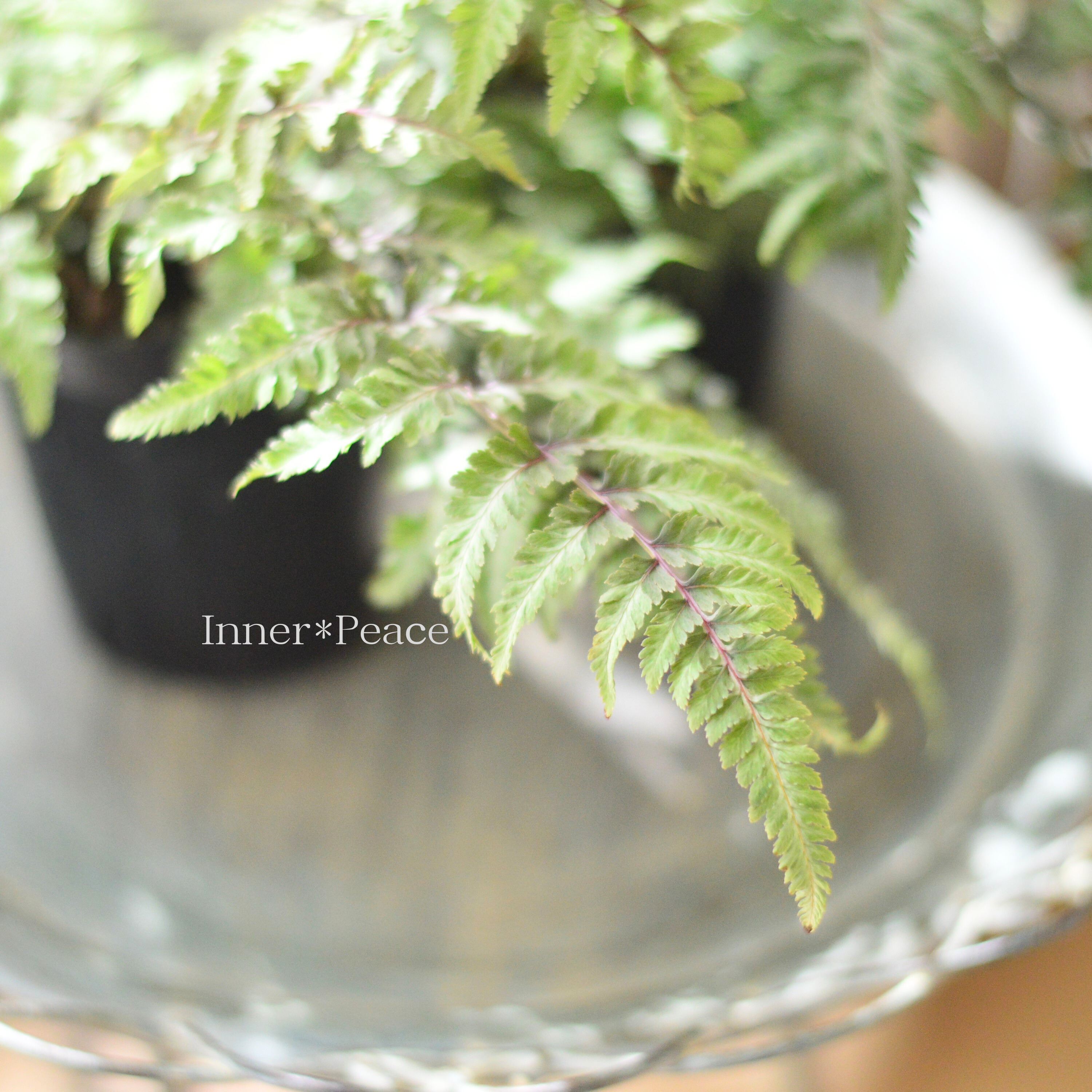 【美しい】 ニシキシダ 『メタリカム』 3寸POT