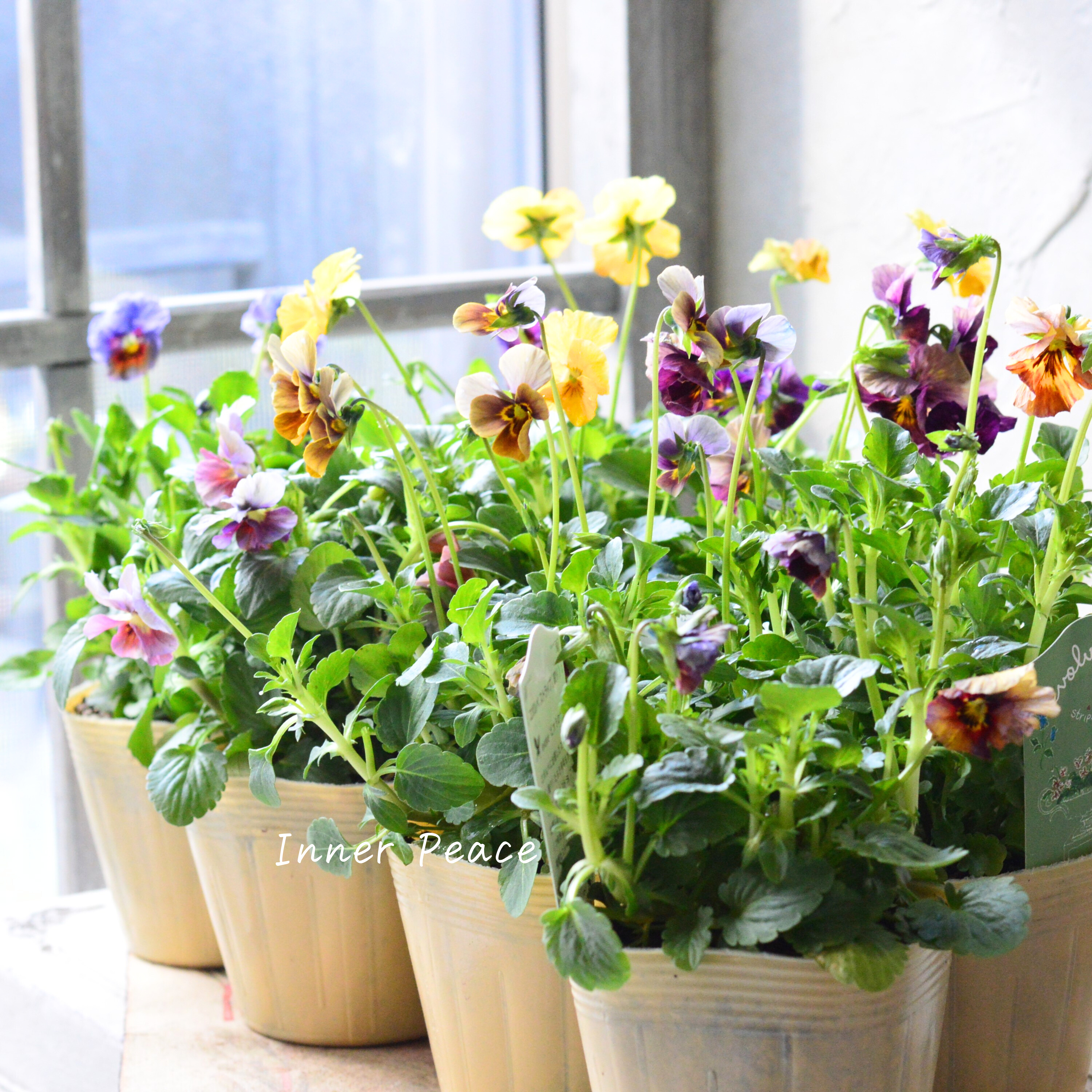 【美しい】 ビオラ 『evolve~エボルベ~・ストライプ』 3.5寸POT