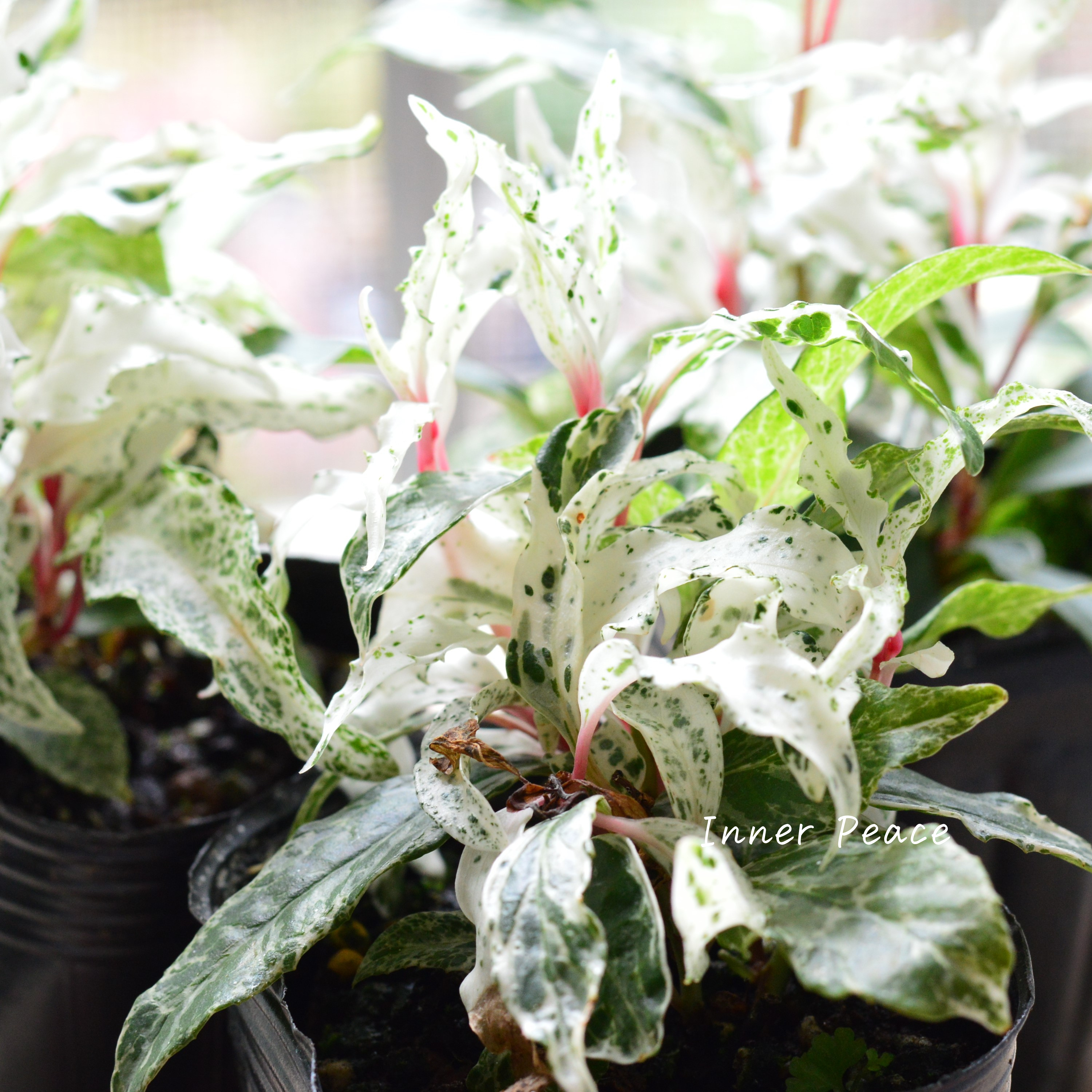 【美しい】 美男カズラ 『紅吹雪』 3寸POT