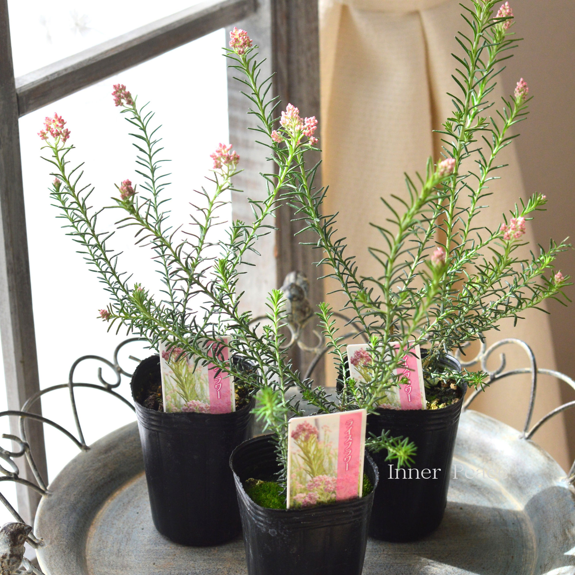 【人気】 ライスフラワー 『ピンク』 3寸POT