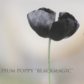 【希少】 ポピー 『ブラックマジック』 3.5寸ロングPOT