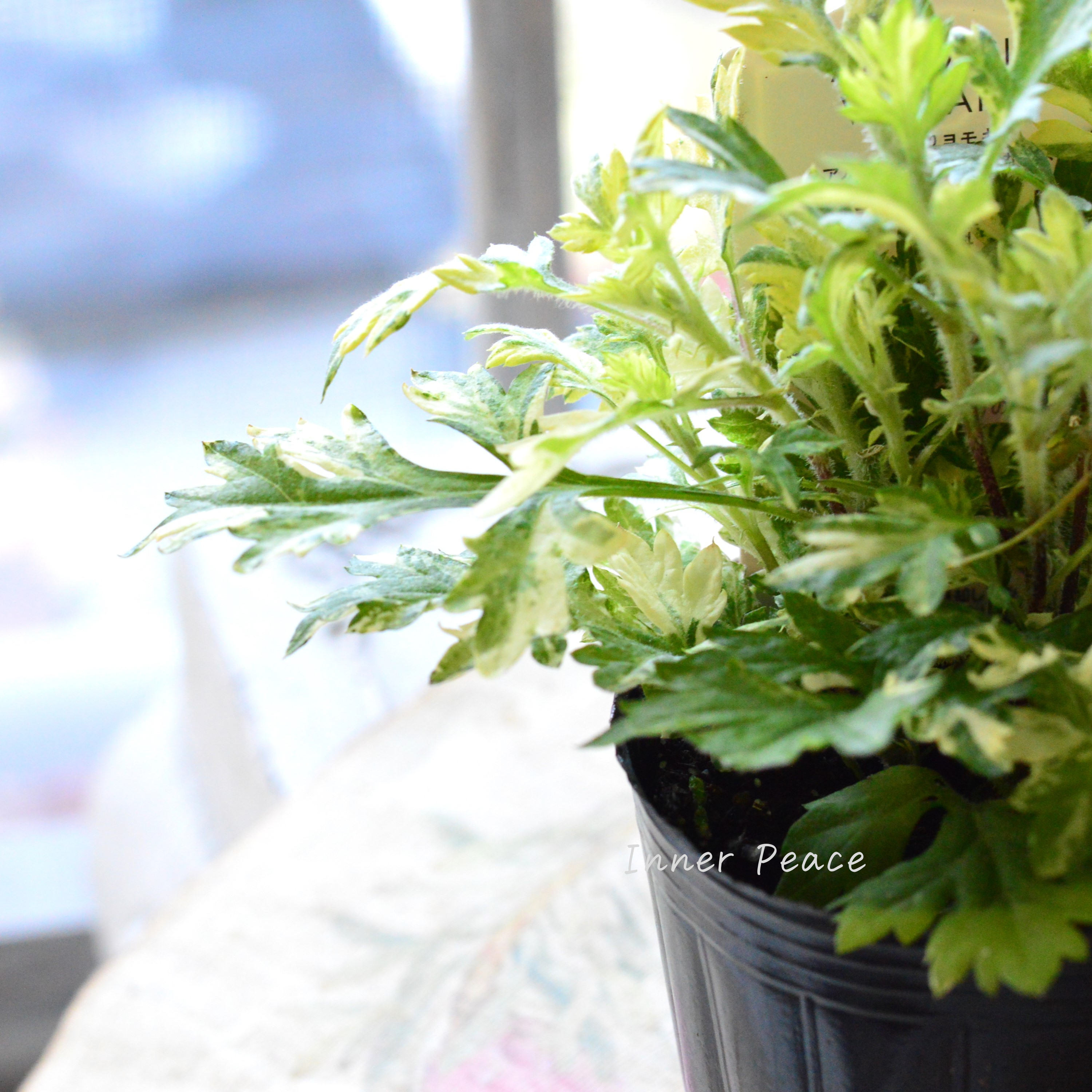 【斑入り】 アルテミシア・ブルガリス(オウシュウヨモギ) 3寸POT