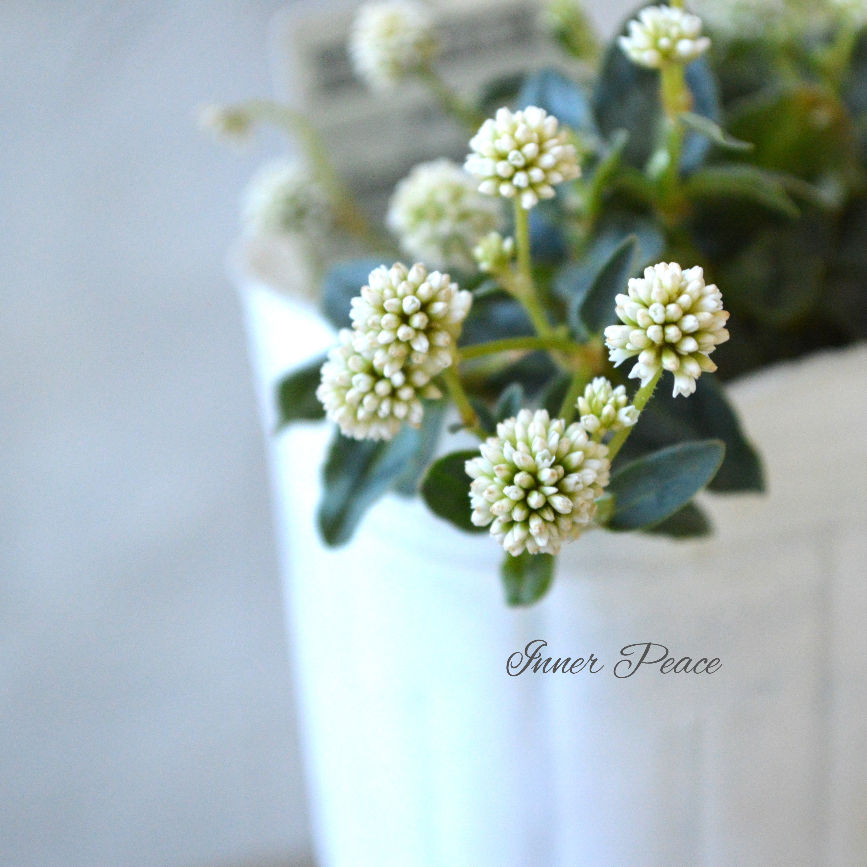 【斑入り】 ポリゴナム 『ティホン』 2.5寸POT