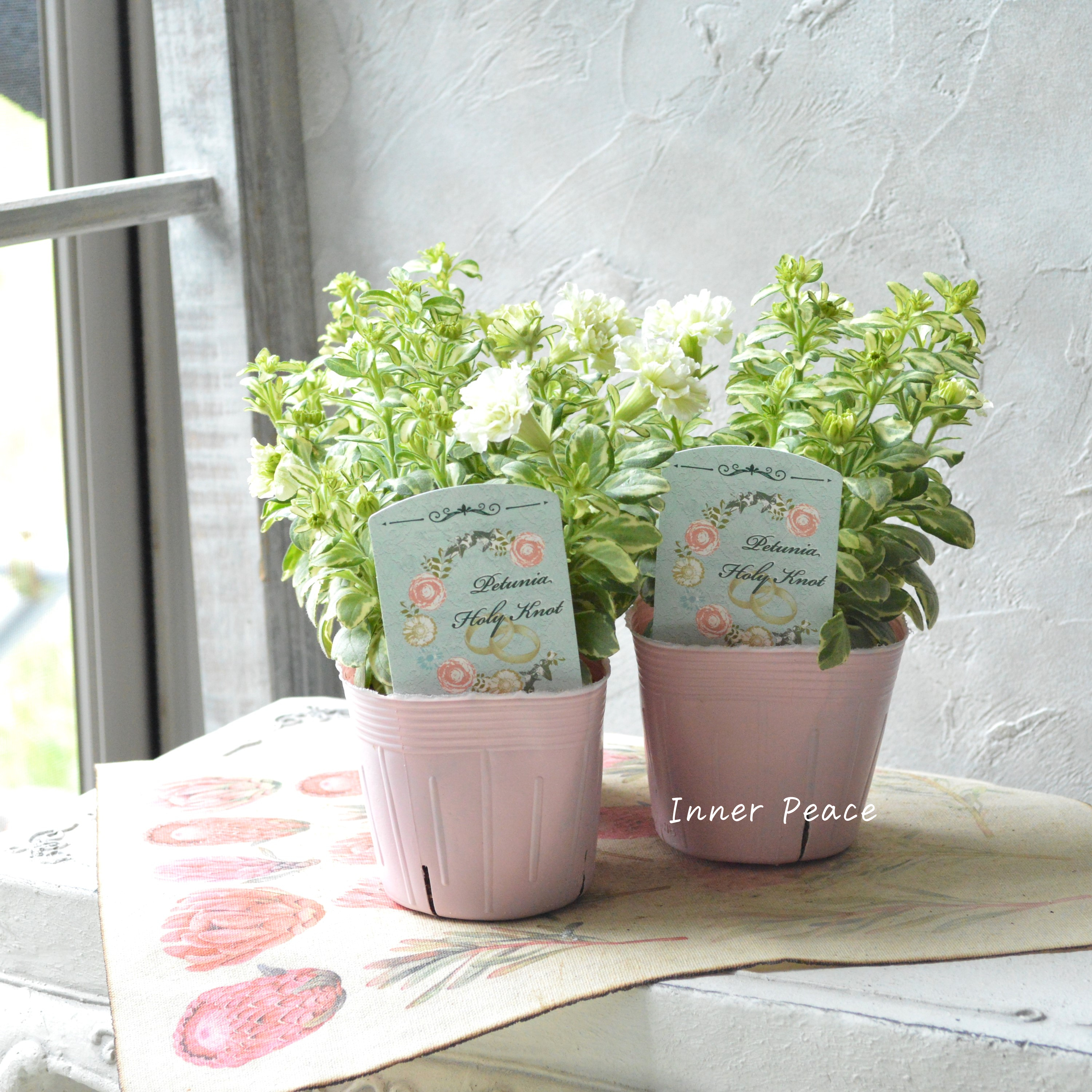 【希少】 斑入りペチュニア 『ホーリーノット』 3.5寸POT