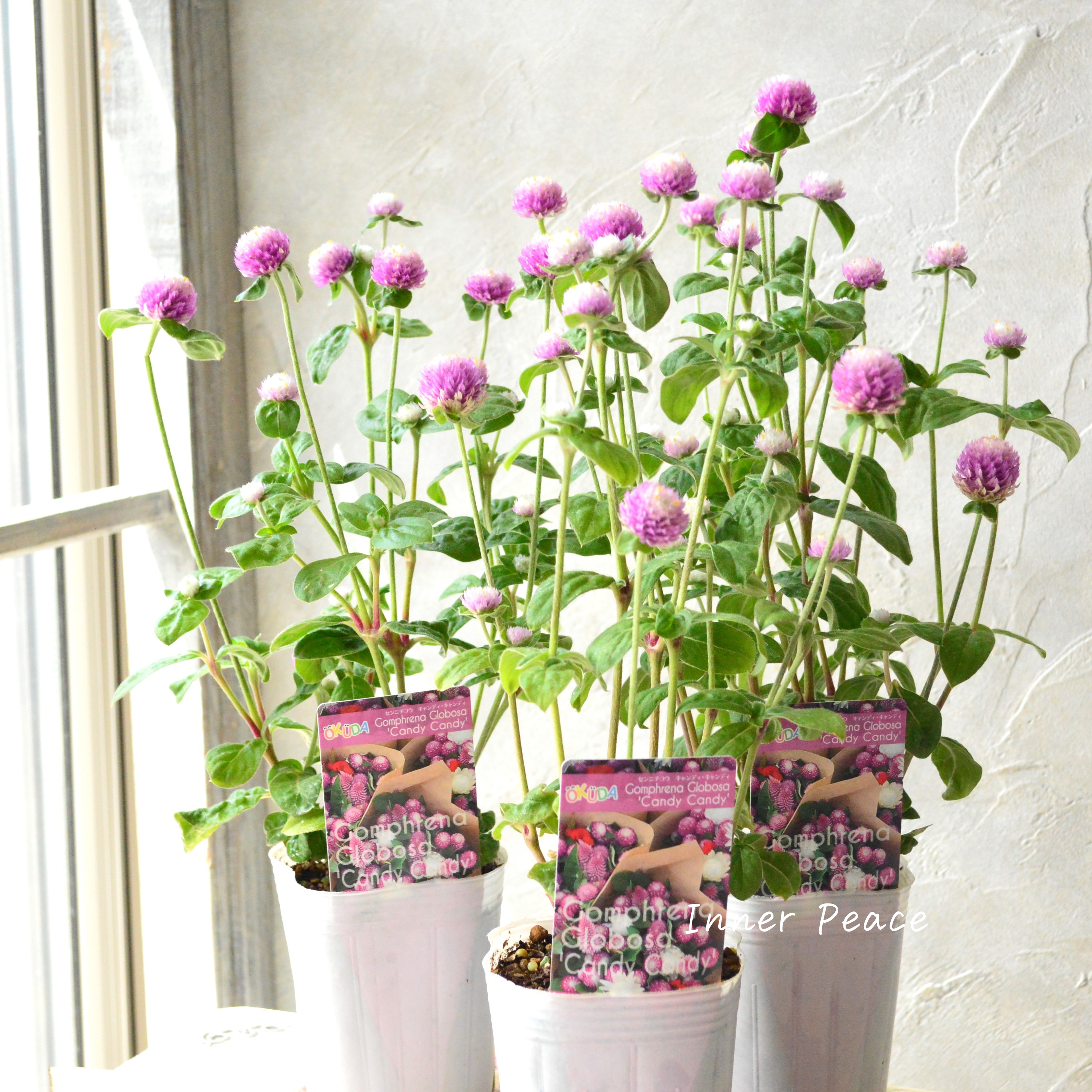 【暑さに強い】 千日紅 『キャンディキャンディ・ピンク』 3寸POT