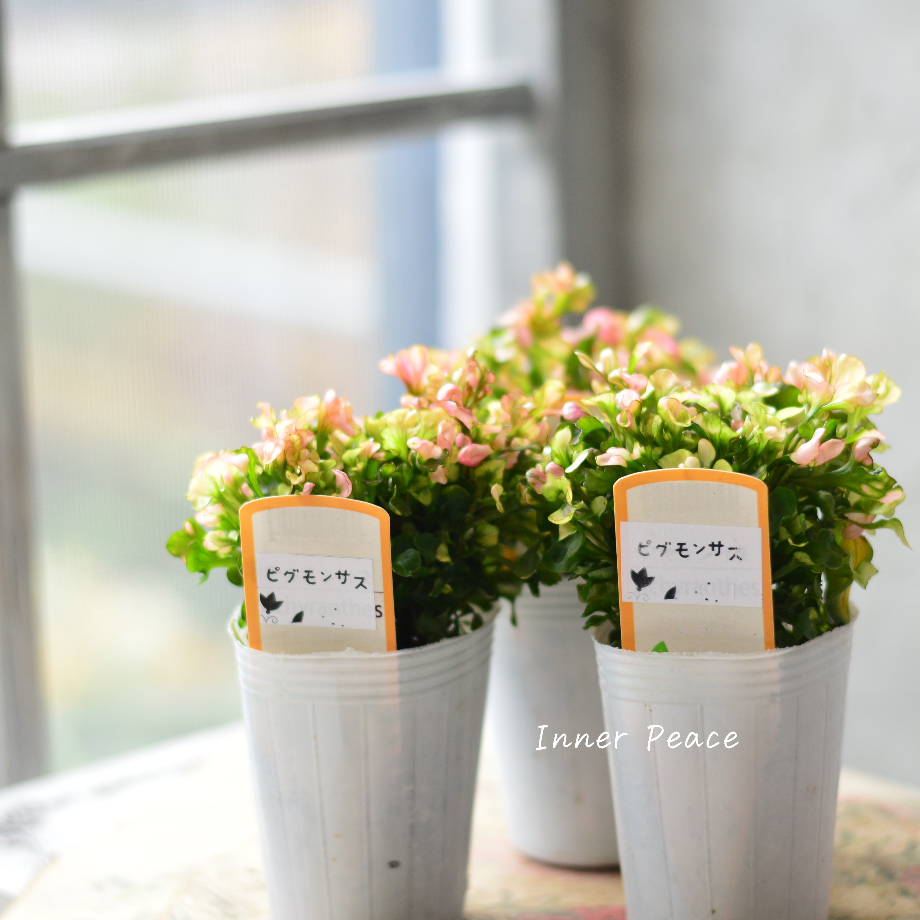 【秋色】アルテルナンテラ『ピグモンサス』 2.5寸POT
