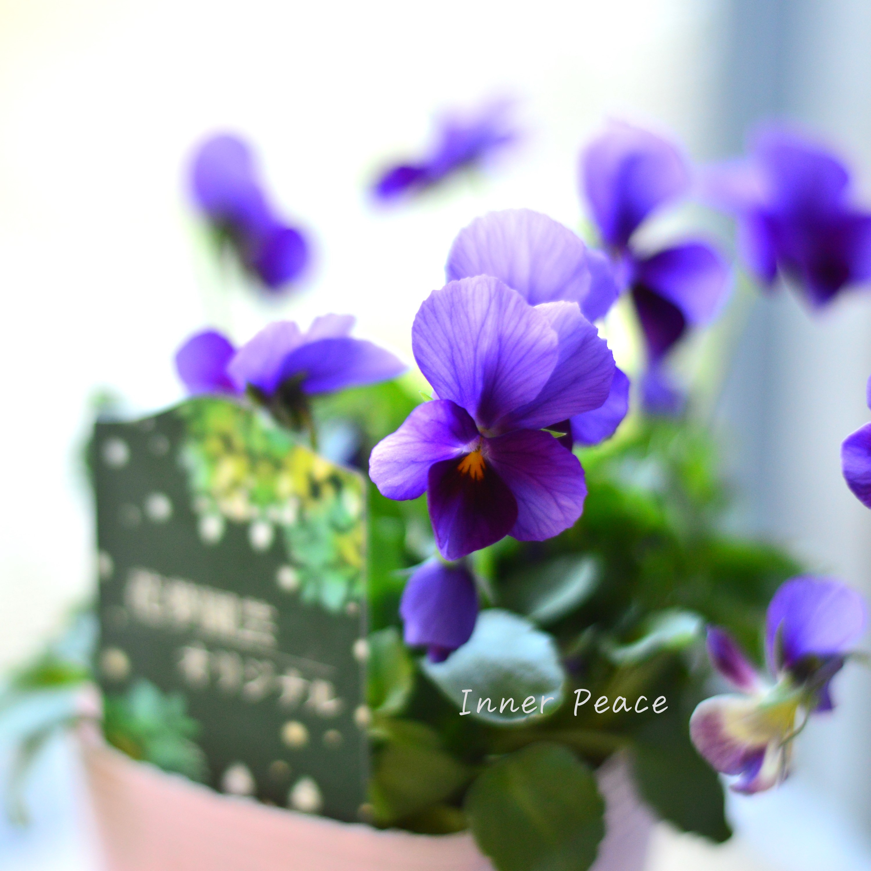 【花夢園芸さん】 ビオラ 『パープル系』 3寸ロングPOT