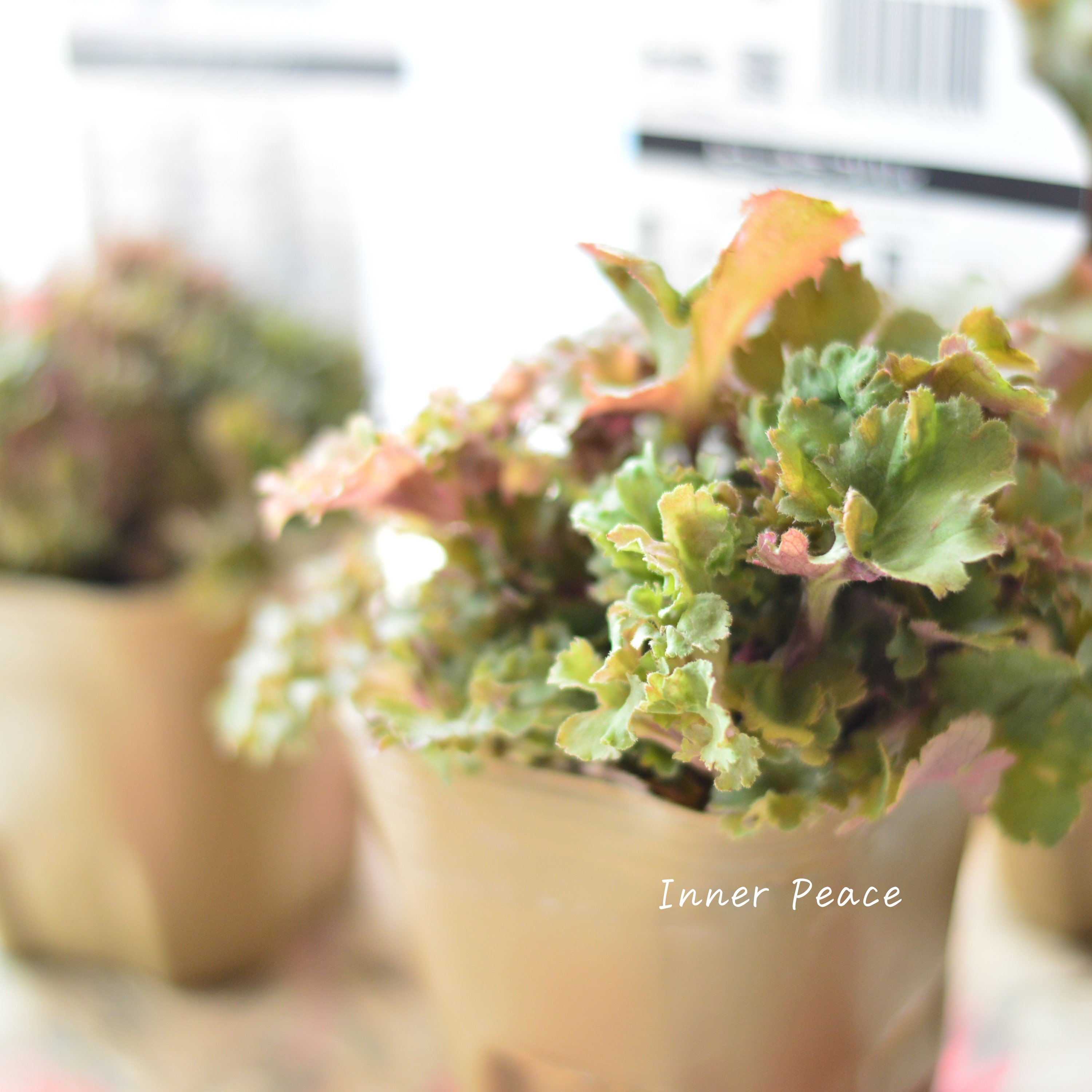 【NEW】 フリフリヒューケラ 『フリリィ』 3寸POT